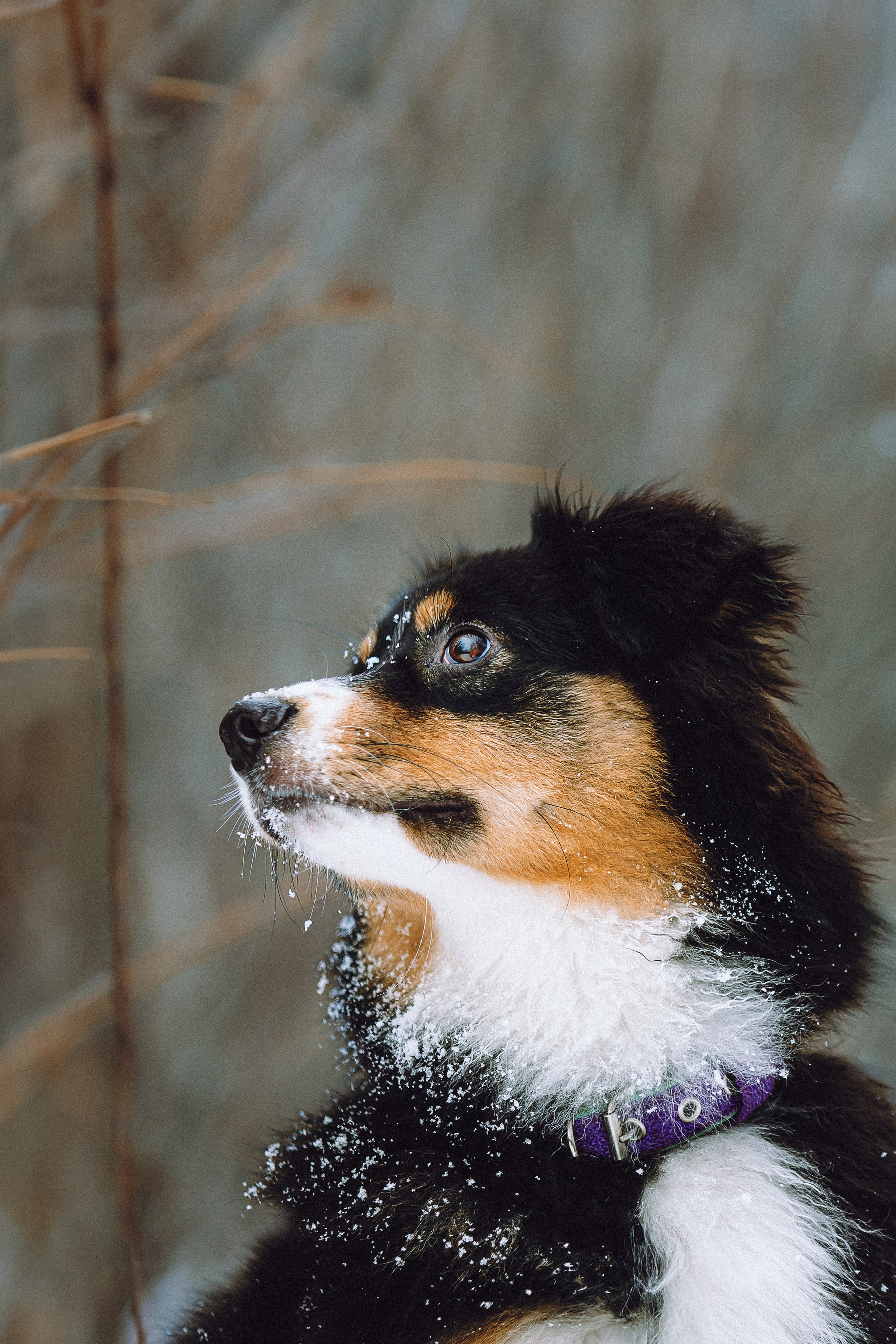 Таня, Ваня и Гром