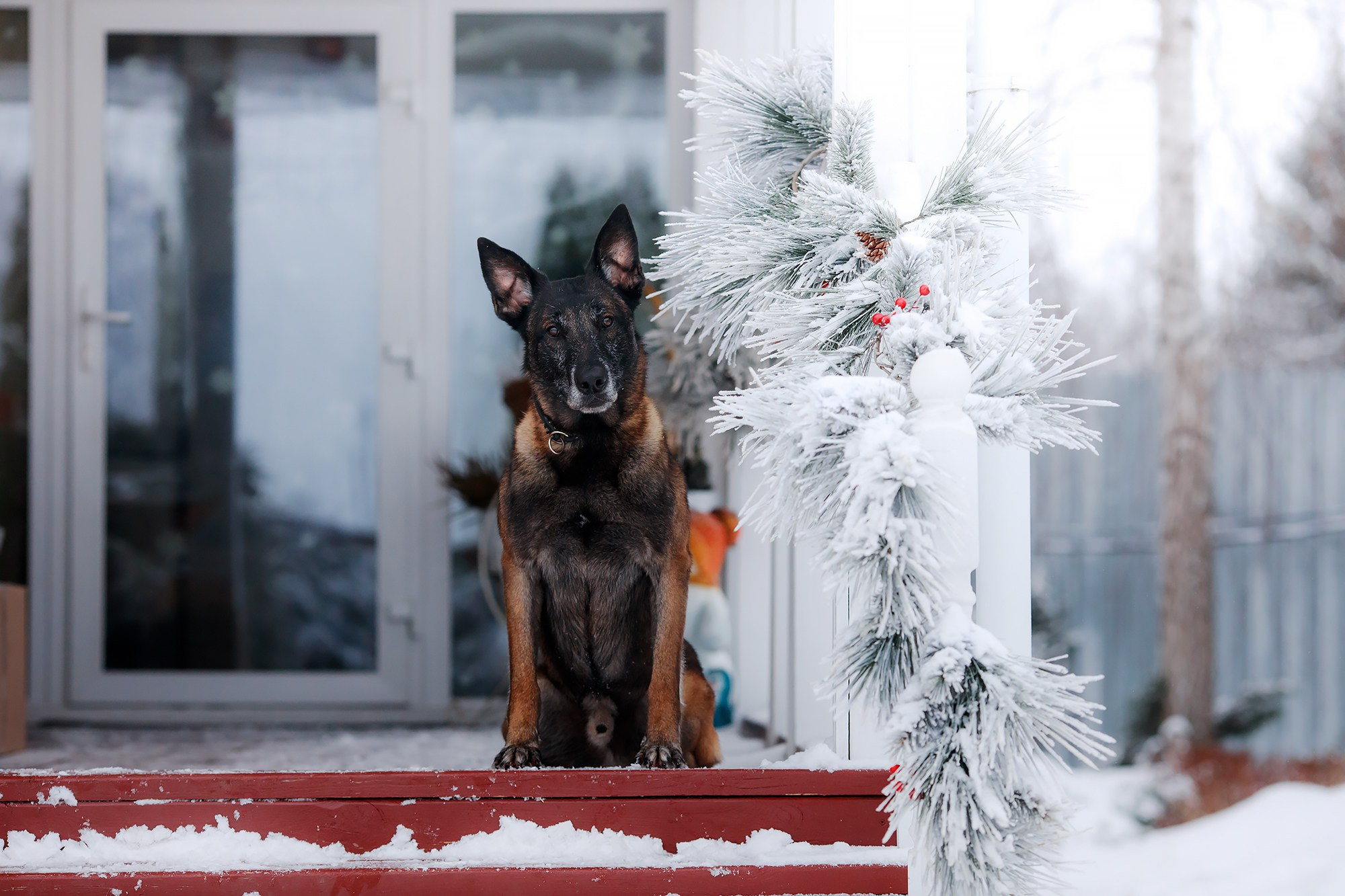 Зимние портреты. Фотограф-анималист Mary Mart — Москва, Питер