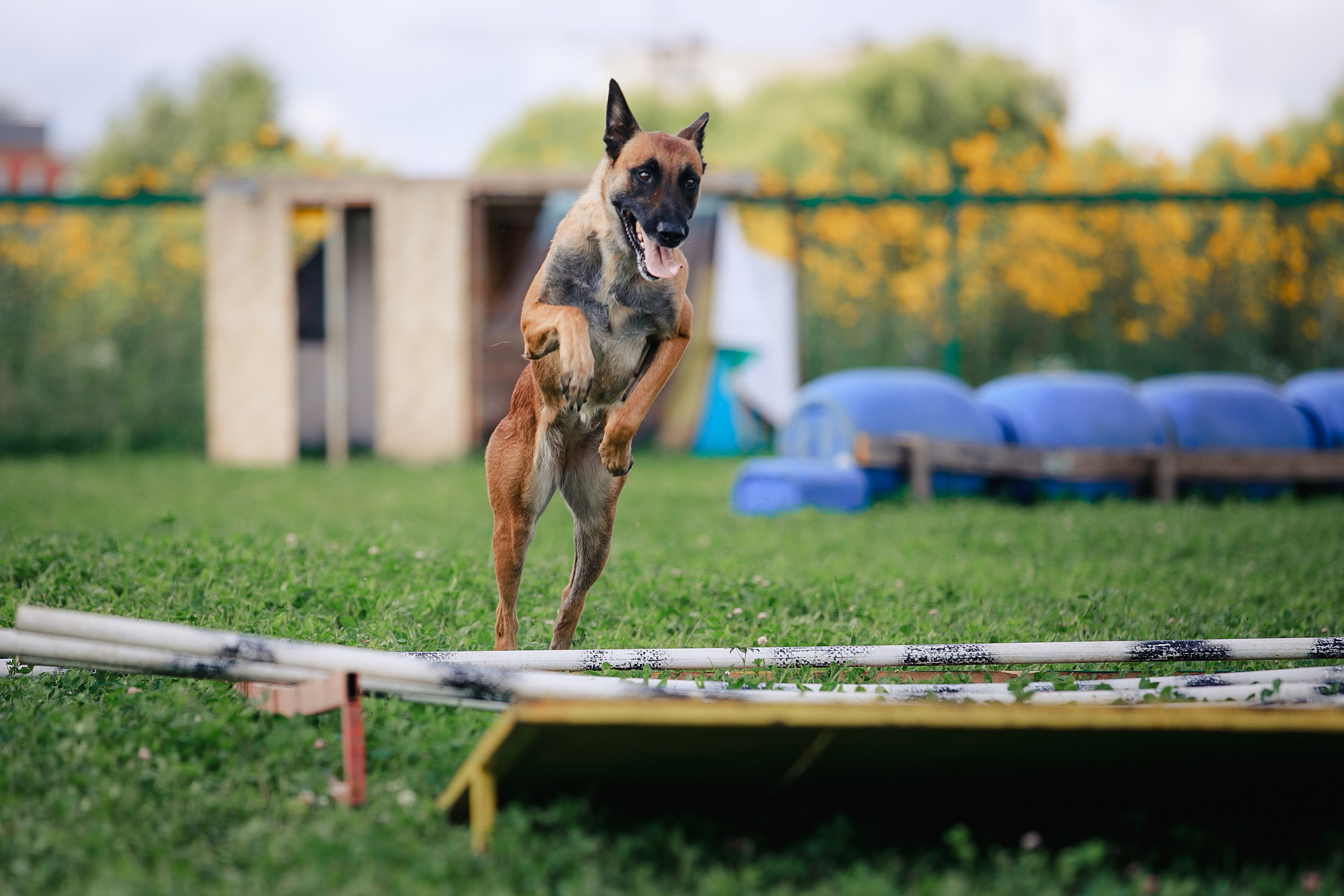 Мондьоринг М1, М2, М3, Вологда. Фотограф-анималист Mary Mart — Москва, Питер