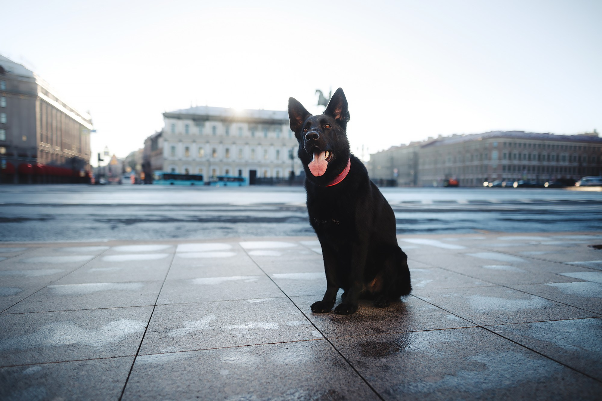 Алена, Кай и Мара. Фотограф-анималист Mary Mart — Москва, Питер