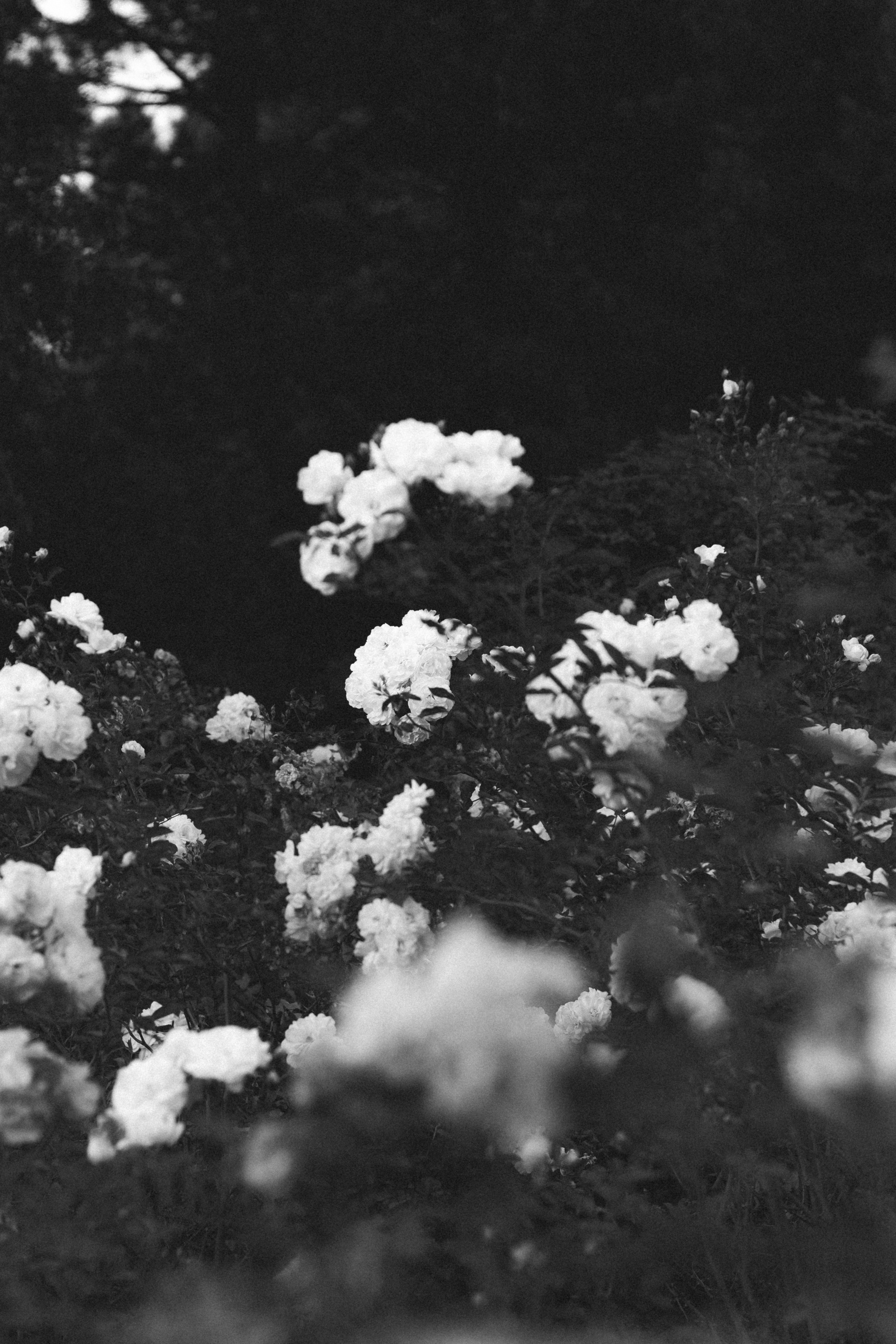 Фотосессия в ботаническом саду. Портретный фотограф в Калининграде Рита Холодова