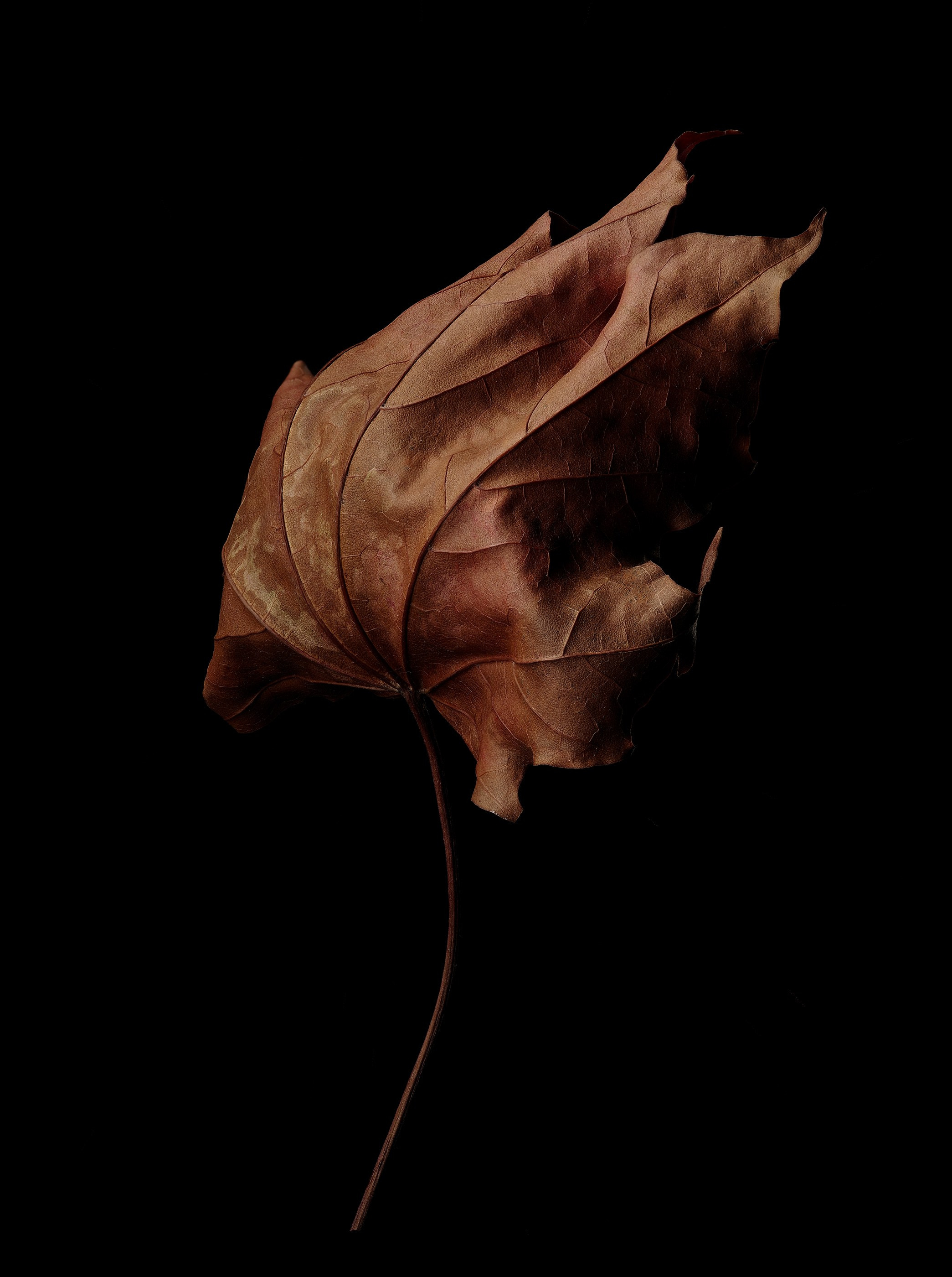 ANOTHER FORM. LUMEN DUO Art photography for interiors