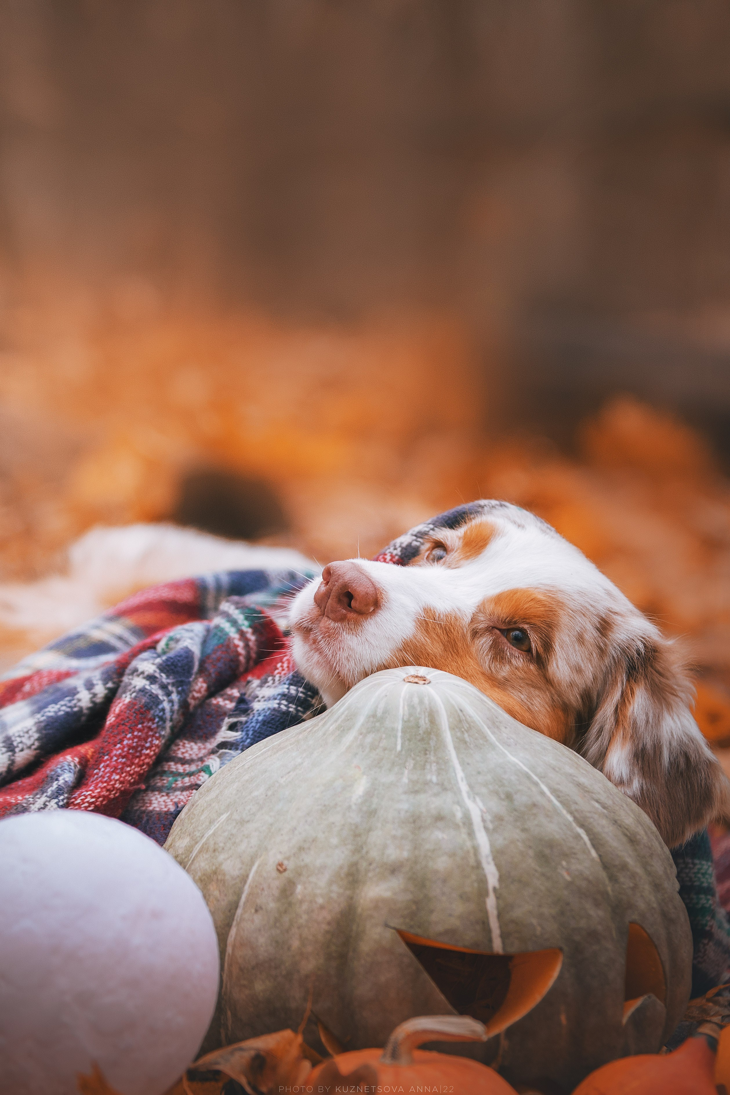Аусси Галя. Halloween. Фотограф анималист Кузнецова Анна Нижний Новгород