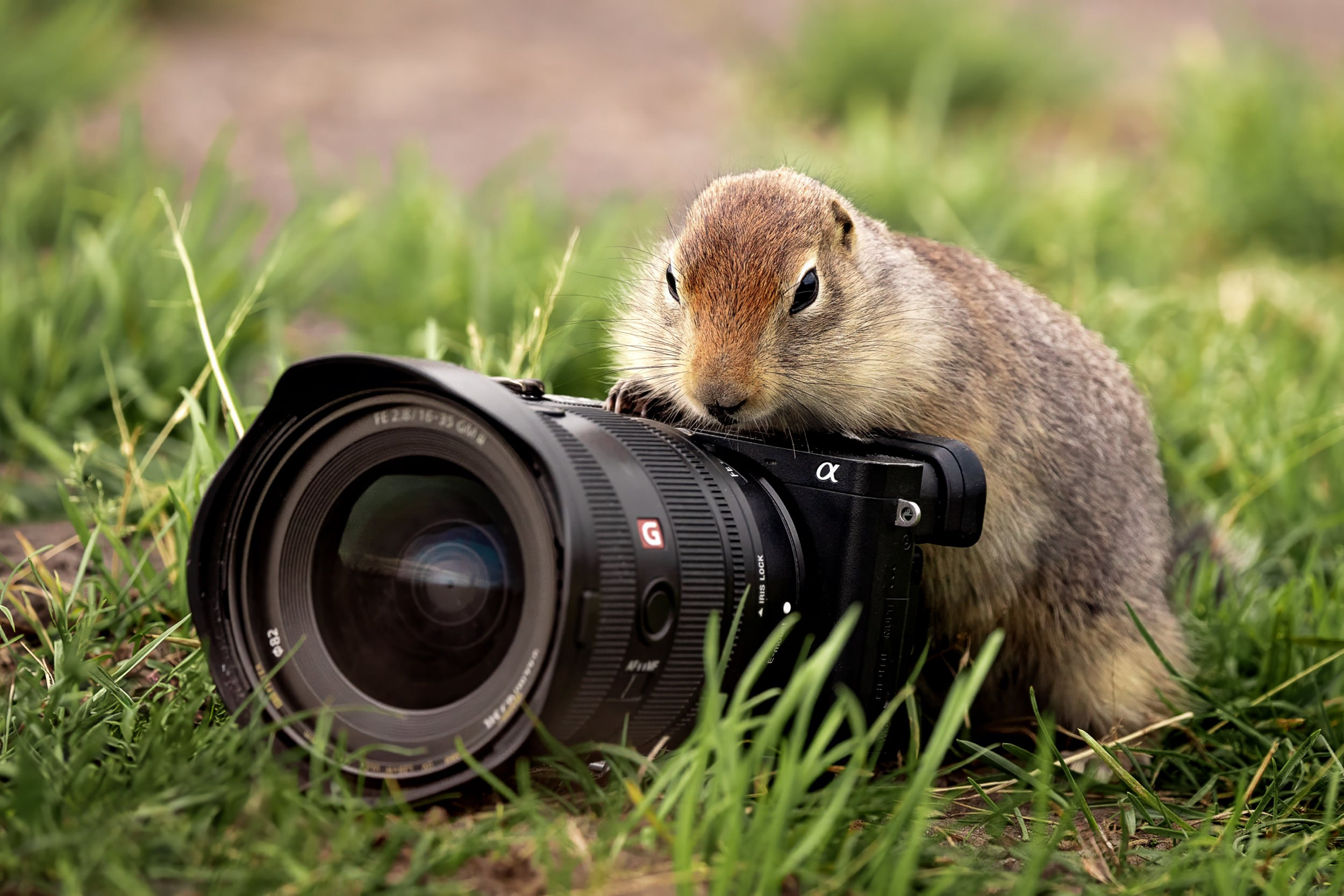 Дикая природа • Wildlife. Елена Ивановой • Профессиональный фотограф