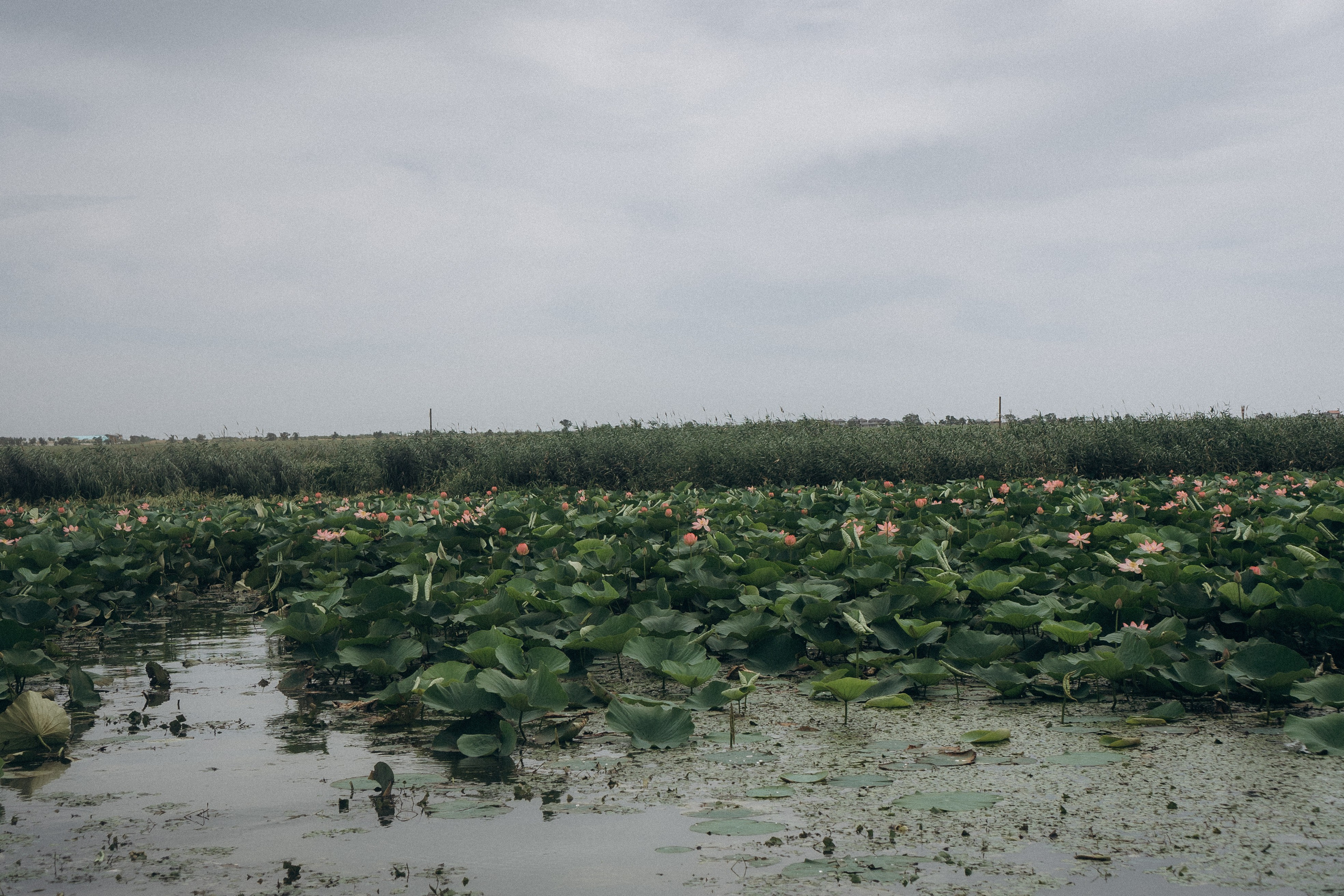 ЛОТОСОВАЯ ПОЛЯНА. Профессиональный фотограф, Санкт-Петербург — Виктория Богомолова
