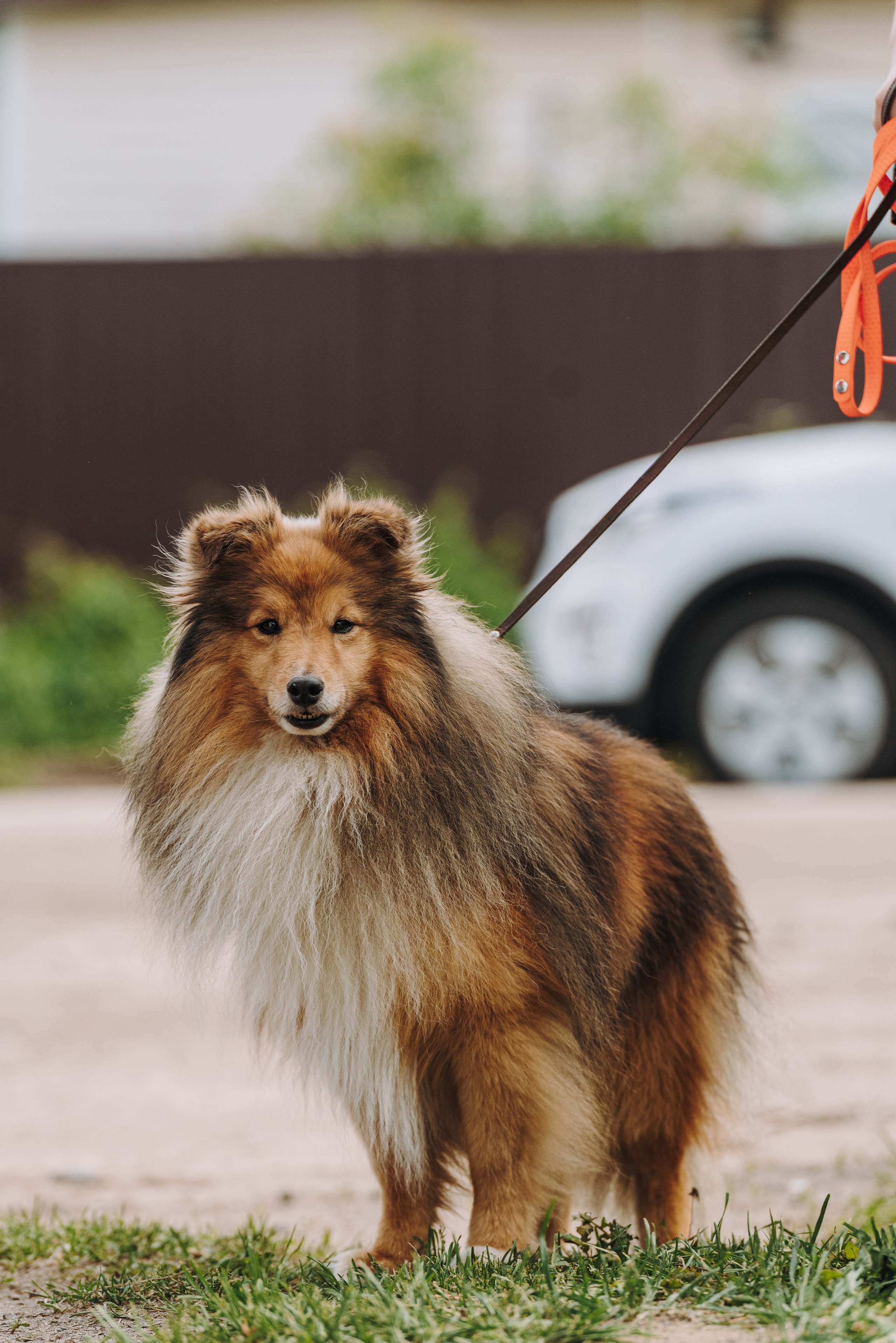 Соревнования по ноузворку. Фотограф анималист в Спб недорого Олеся Майорова
