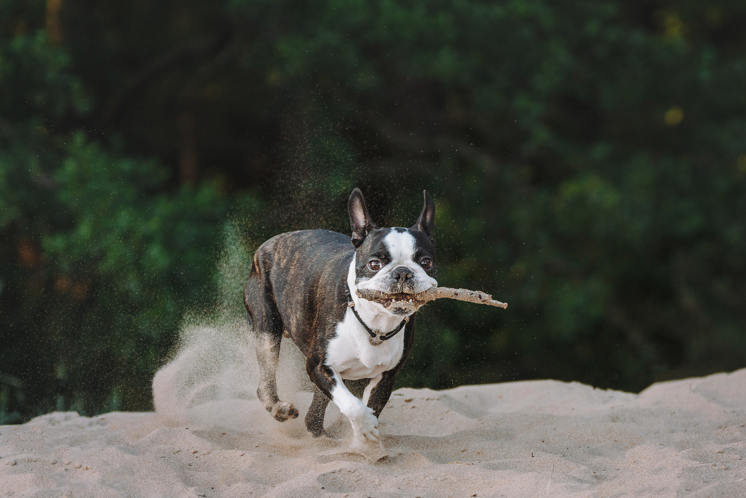 Анаита и Дора. Фотограф анималист в Спб недорого Олеся Майорова