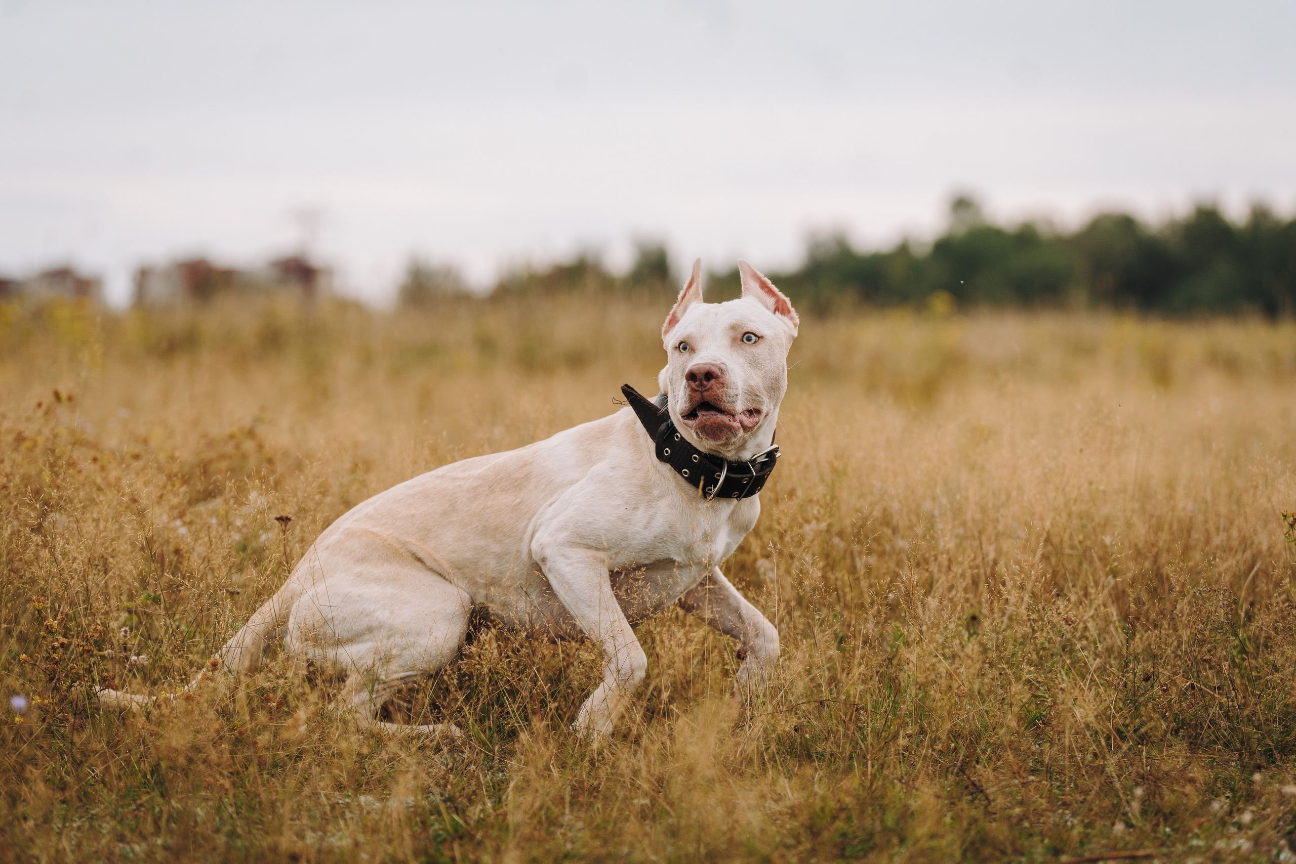 Оля и Гламур. Фотограф анималист в Спб недорого Олеся Майорова