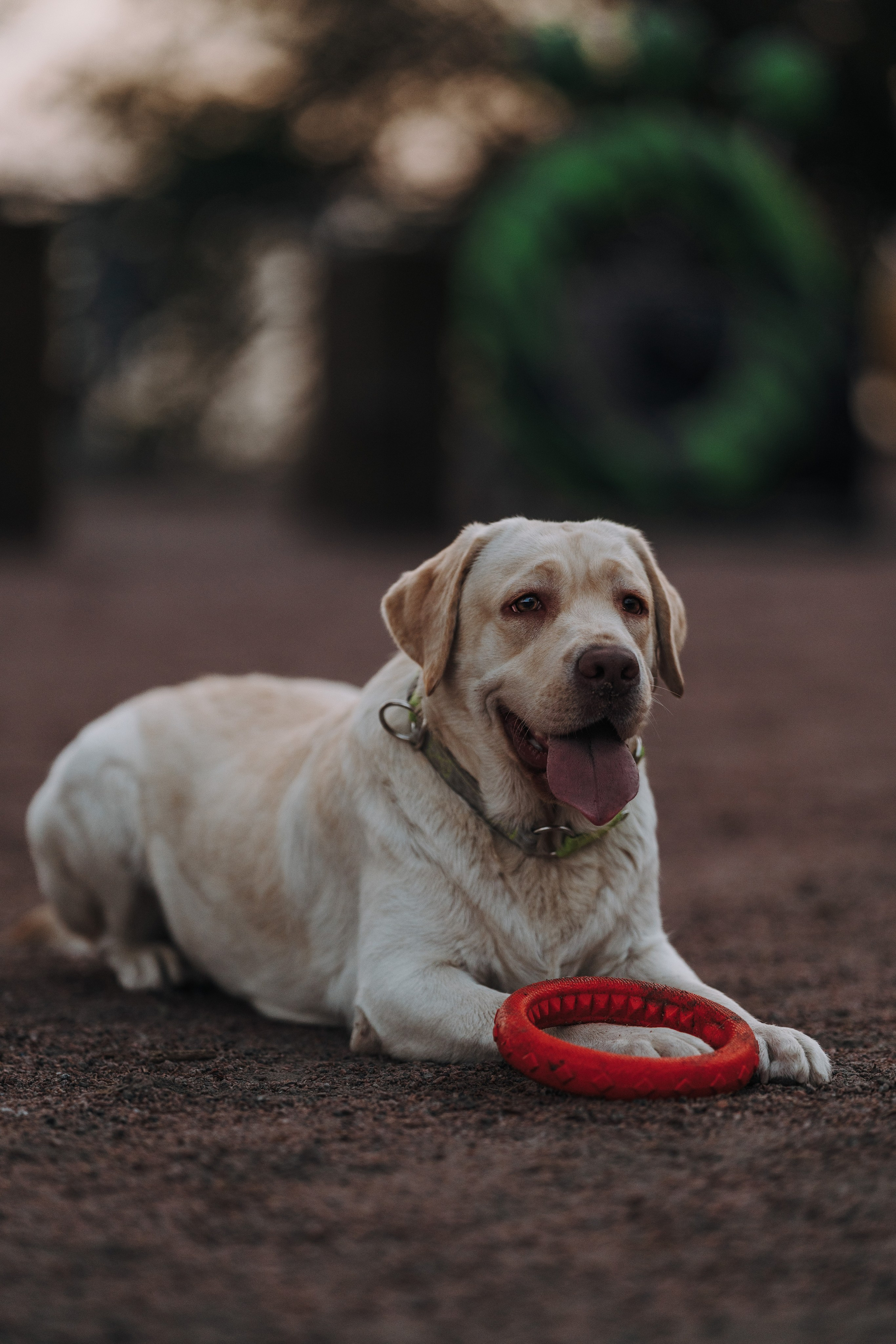 Фотосъёмка с вашими питомцами. Фотограф анималист в Спб недорого Олеся Майорова