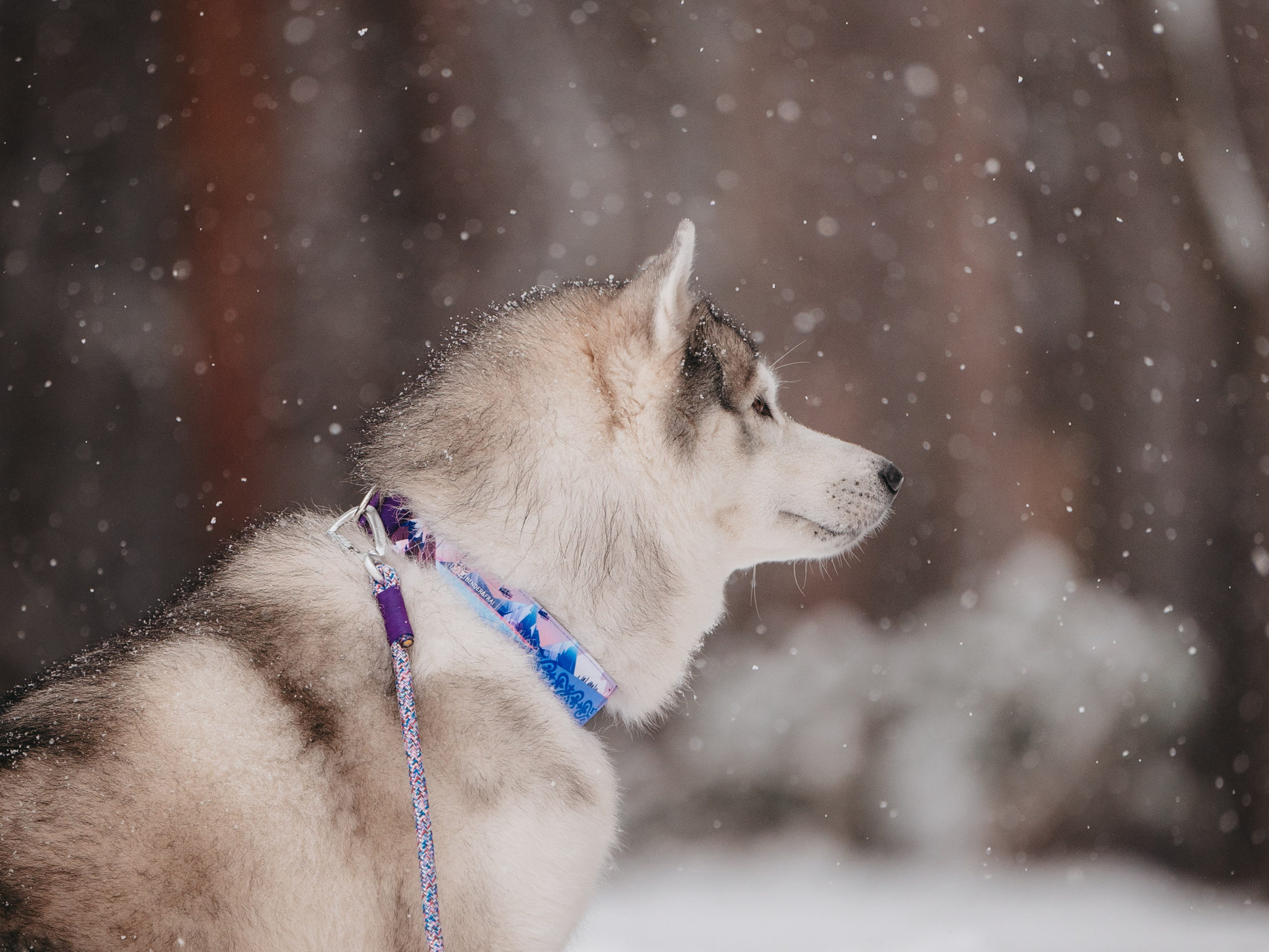 Bender&Frai. Зимняя коллекция. Семейный фотограф анималист Ананьева Мария — Москва