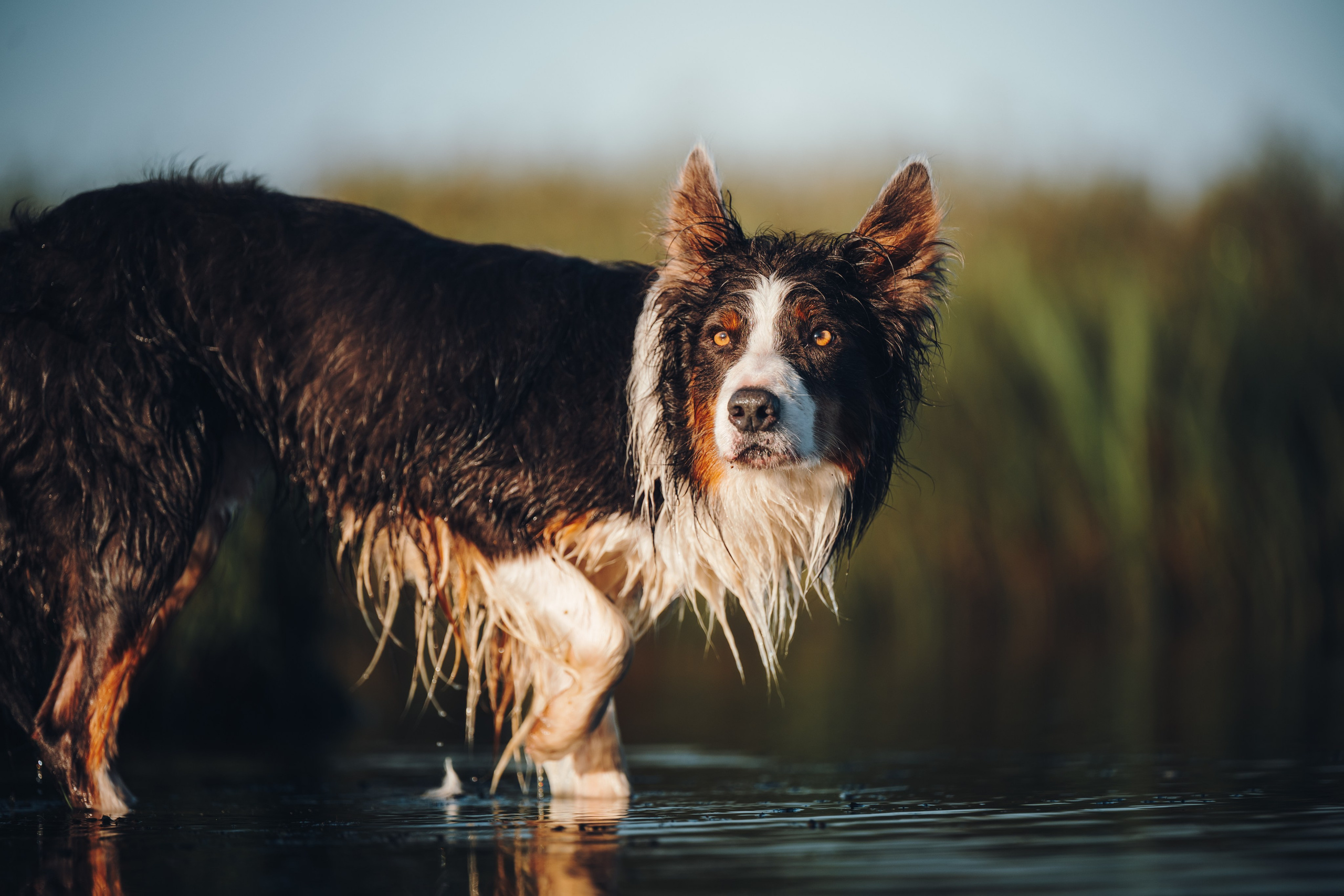 Саша, Флик и Эсприт. Семейный фотограф анималист Ананьева Мария — Москва