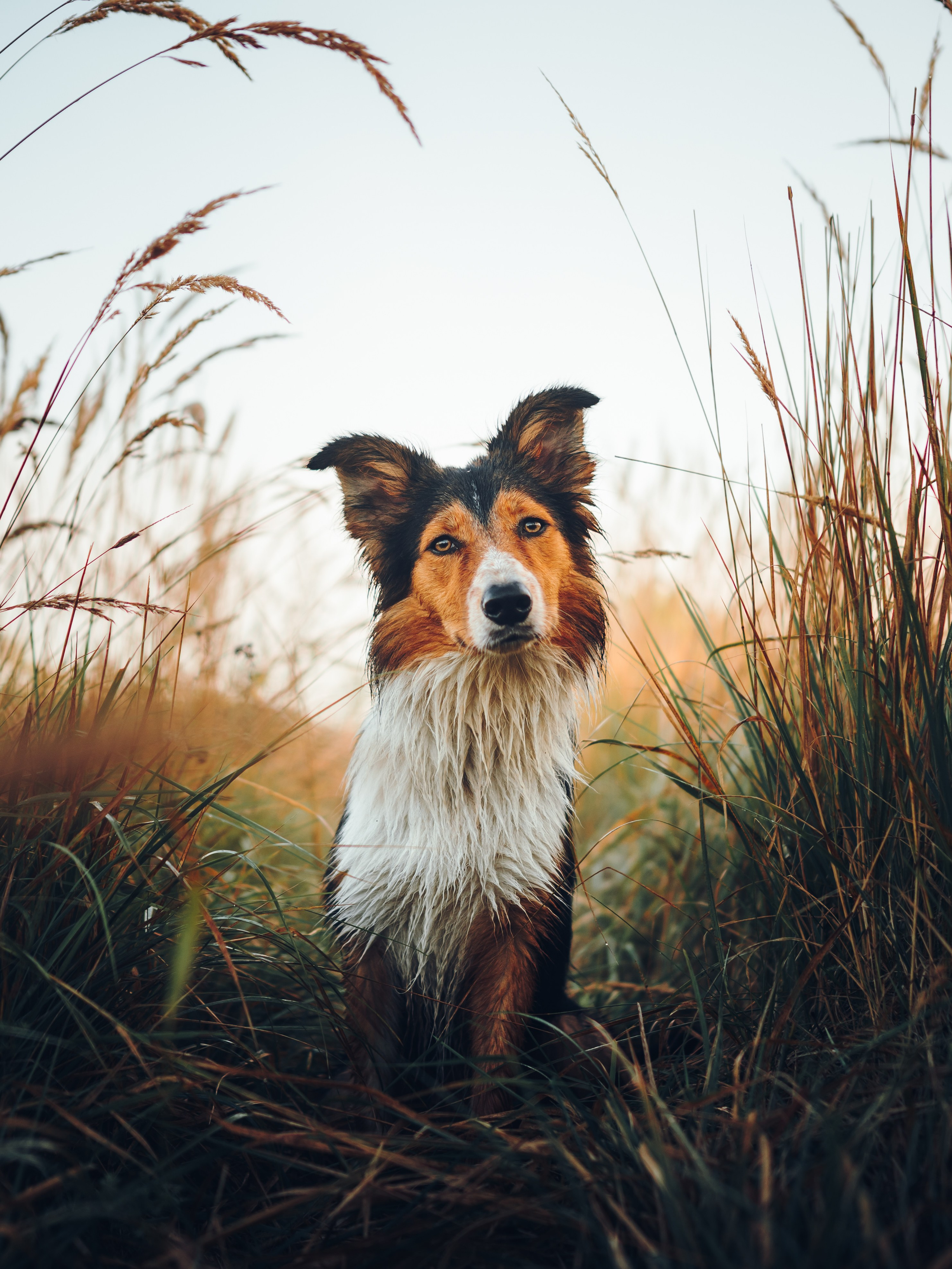 Саша, Флик и Эсприт. Семейный фотограф анималист Ананьева Мария — Москва