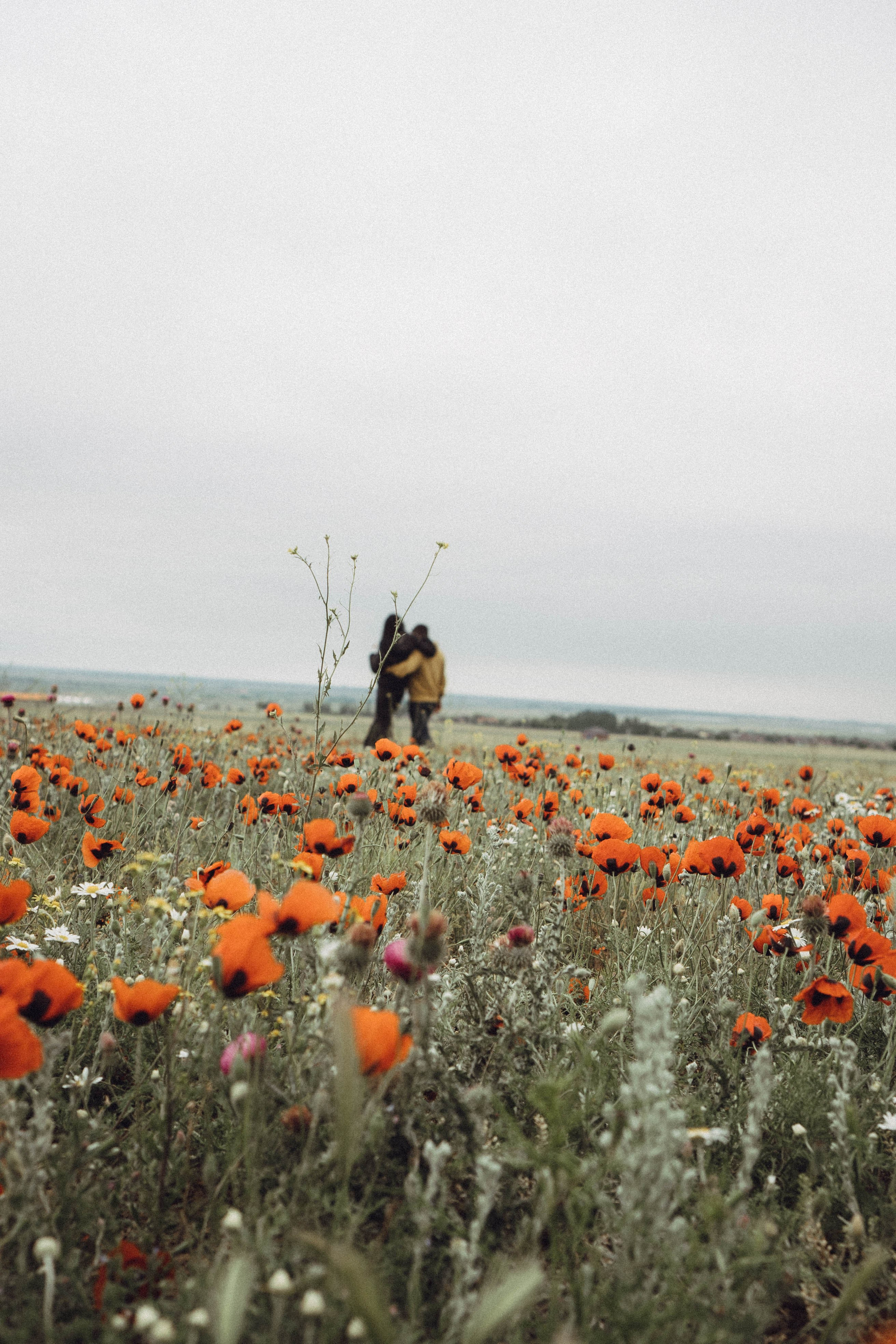 Любовь в маковом поле. Профессиональный фотограф, Санкт-Петербург — Виктория Богомолова