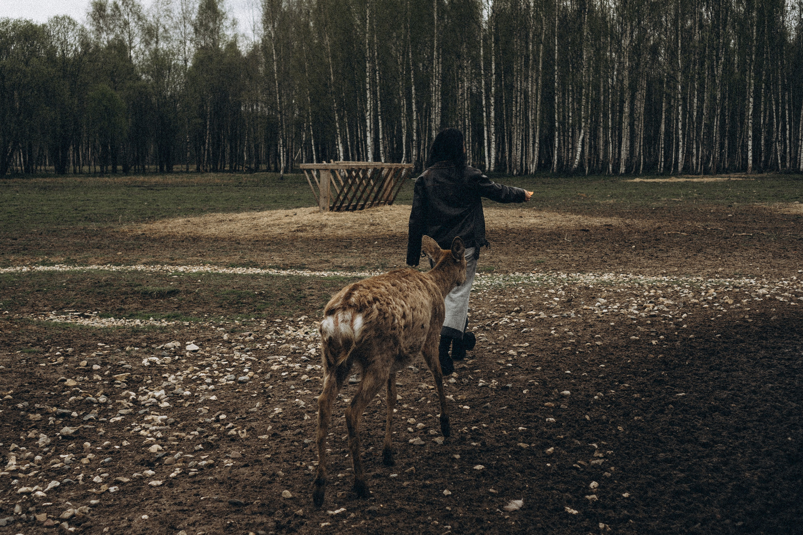 ОЛЕНЬЯ ФЕРМА В ТВЕРИ. Профессиональный фотограф, Санкт-Петербург — Виктория Богомолова