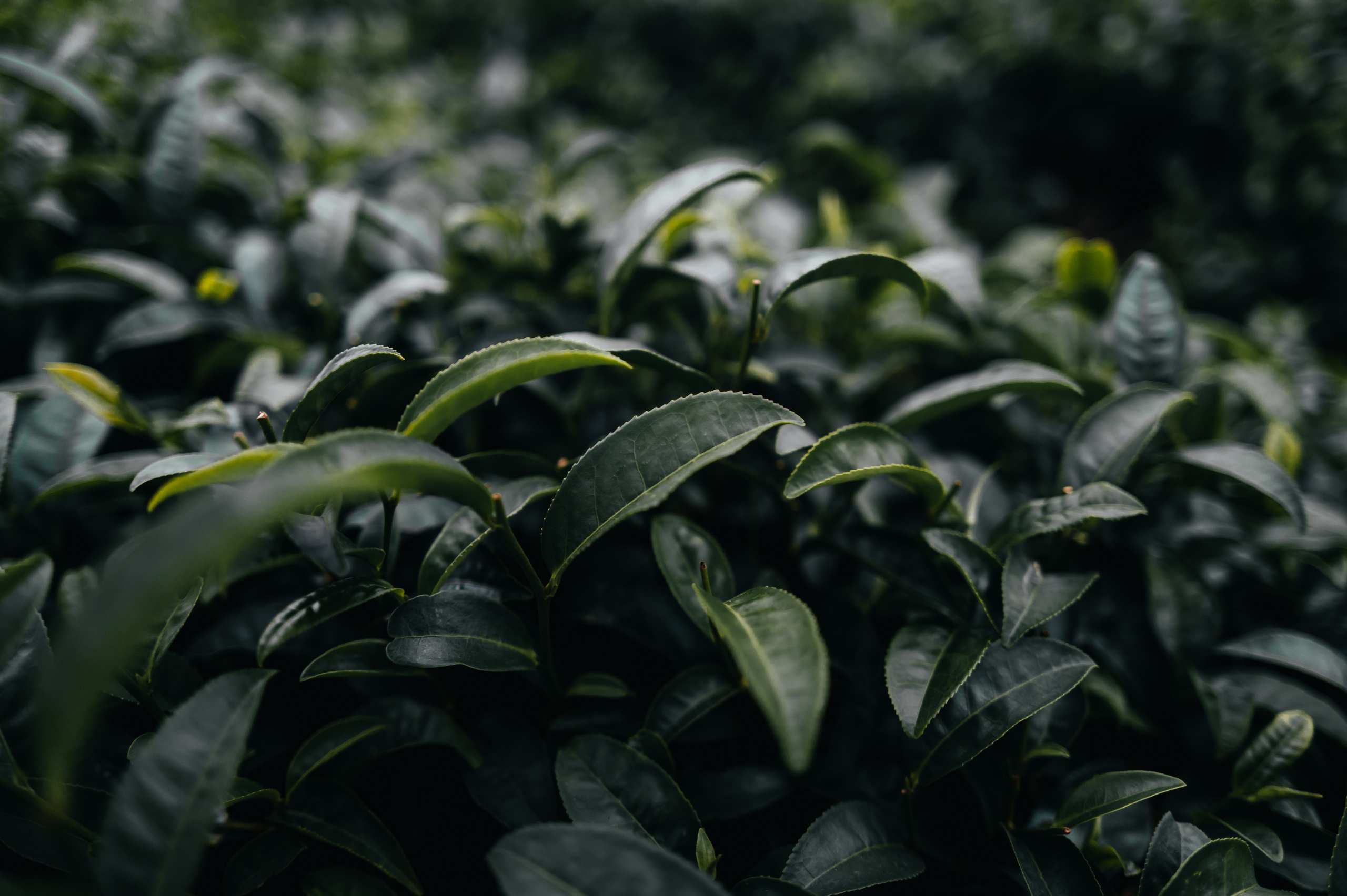 China/Китай. @tomrus: Рустам Шагиморданов — фотограф