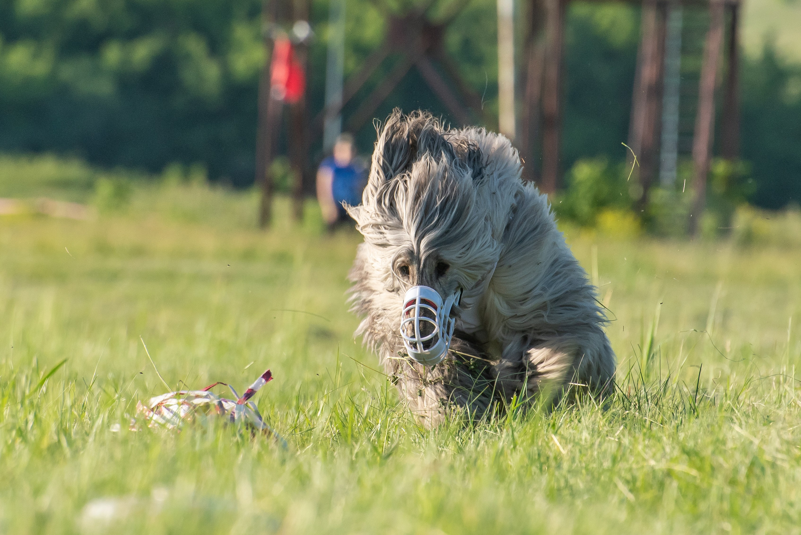 Спортивный фотограф анималист курсинг. Фотограф Макс Огурцов в Нижнем Новгороде