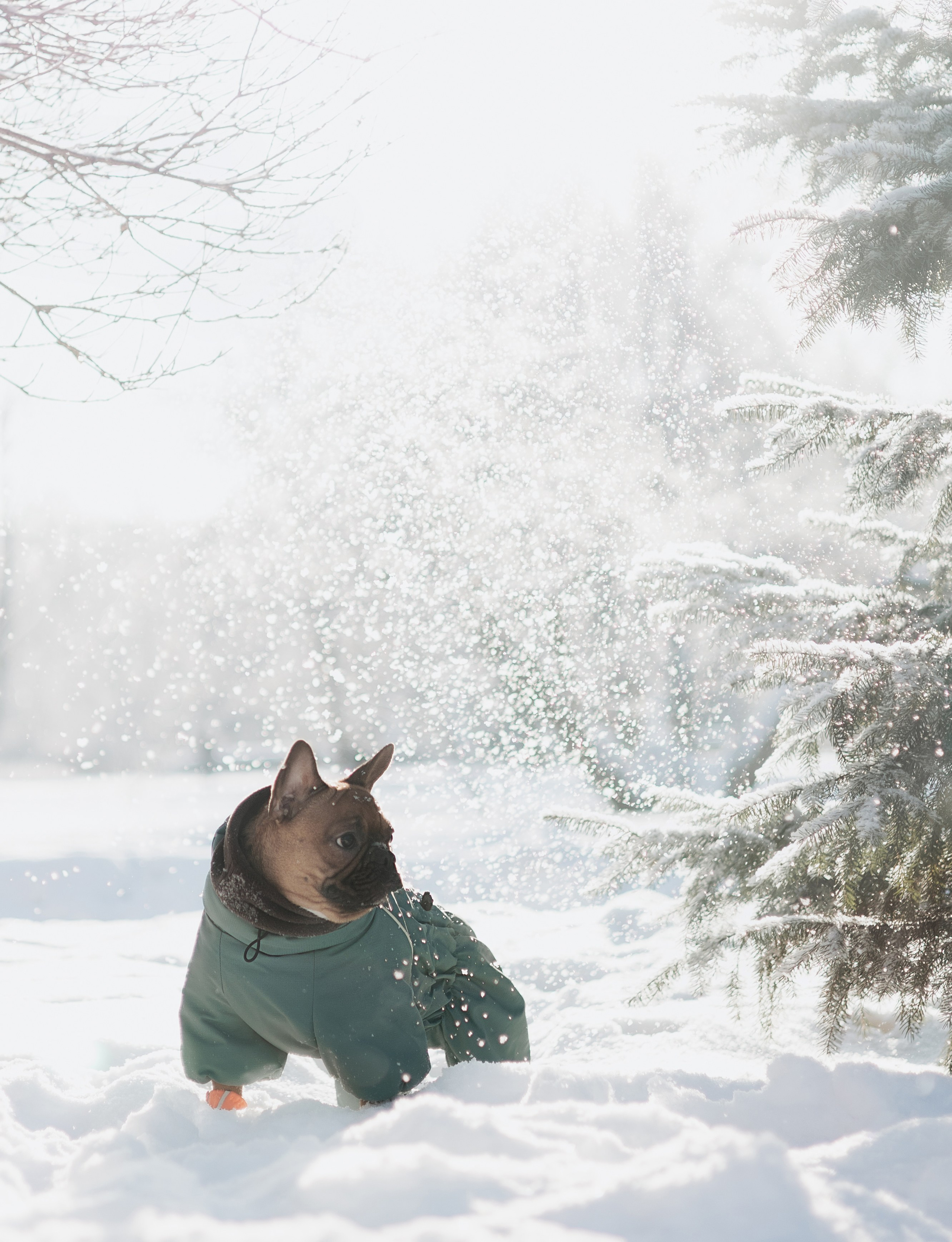 Фотограф животных Евгения Верцинская