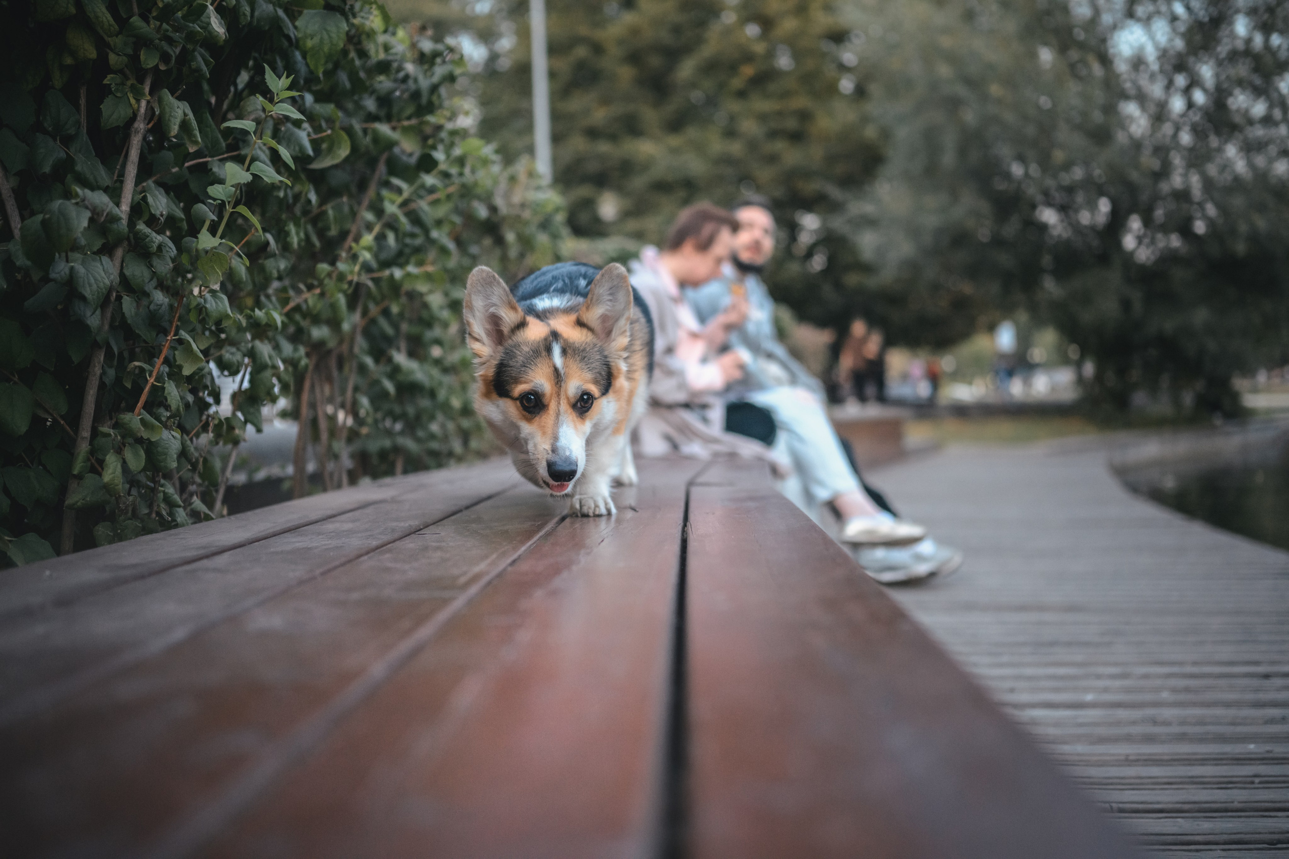 Ева, Леша и Лаванда. Фотограф Анималист в Москве Анастасия Жучкова