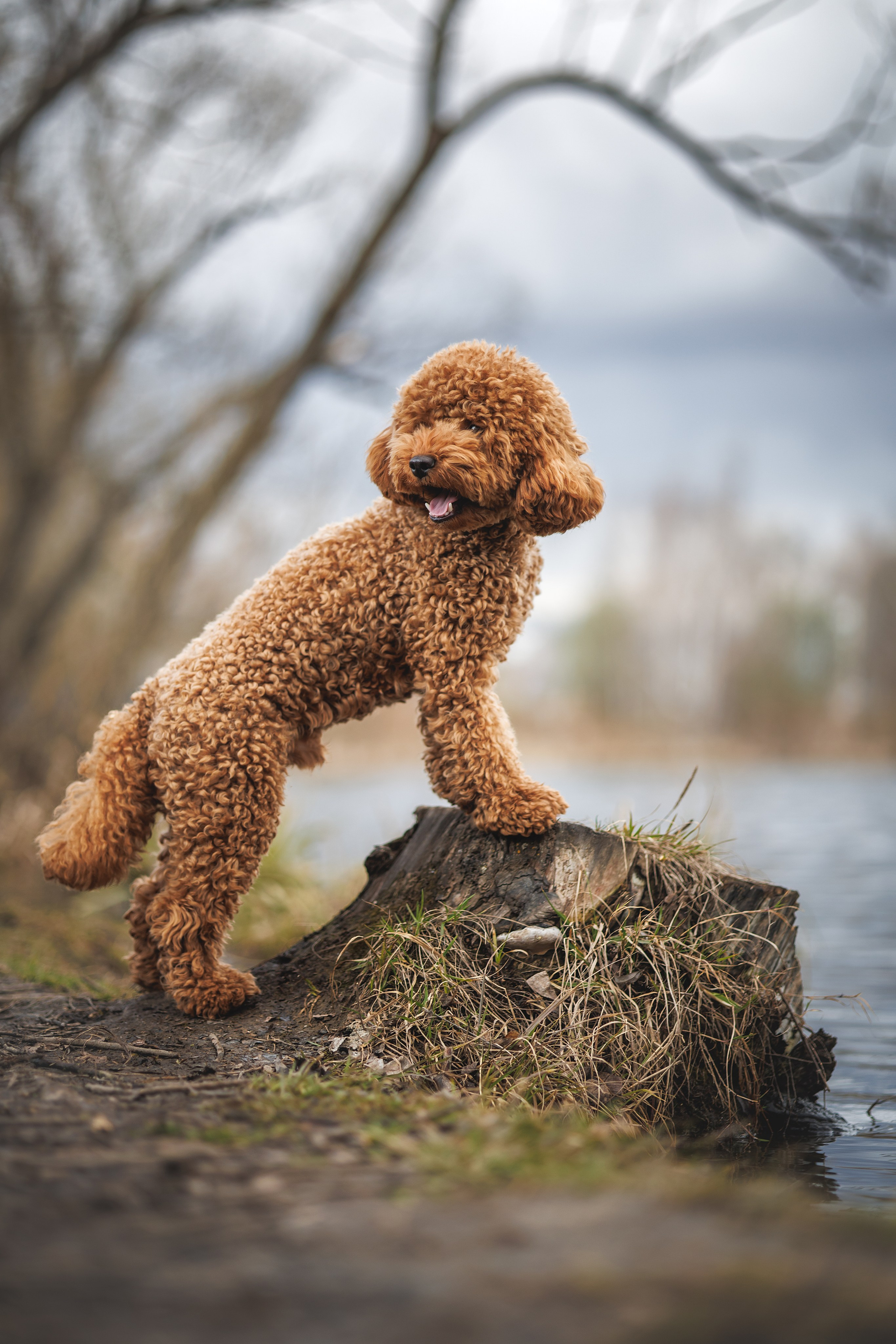 Джек. Фотограф Анималист в Москве Анастасия Жучкова