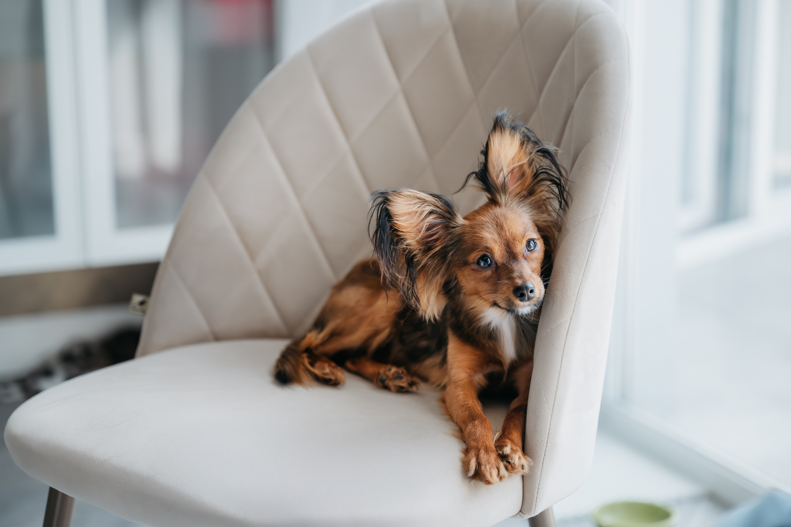 Домашняя съемка. Фотограф Анималист в Москве Анастасия Жучкова