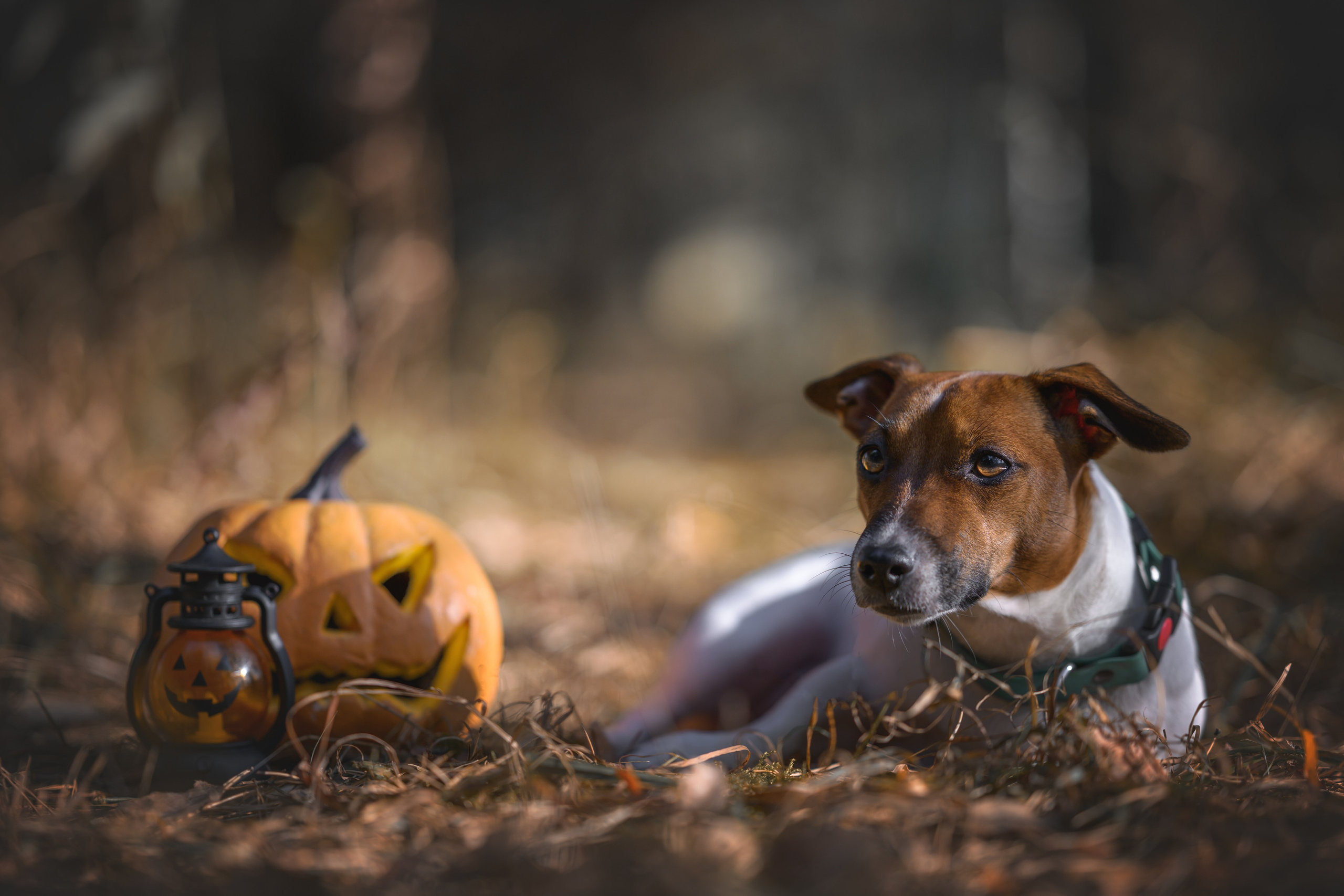 Хэллоуин. Фотограф Анималист в Москве Анастасия Жучкова