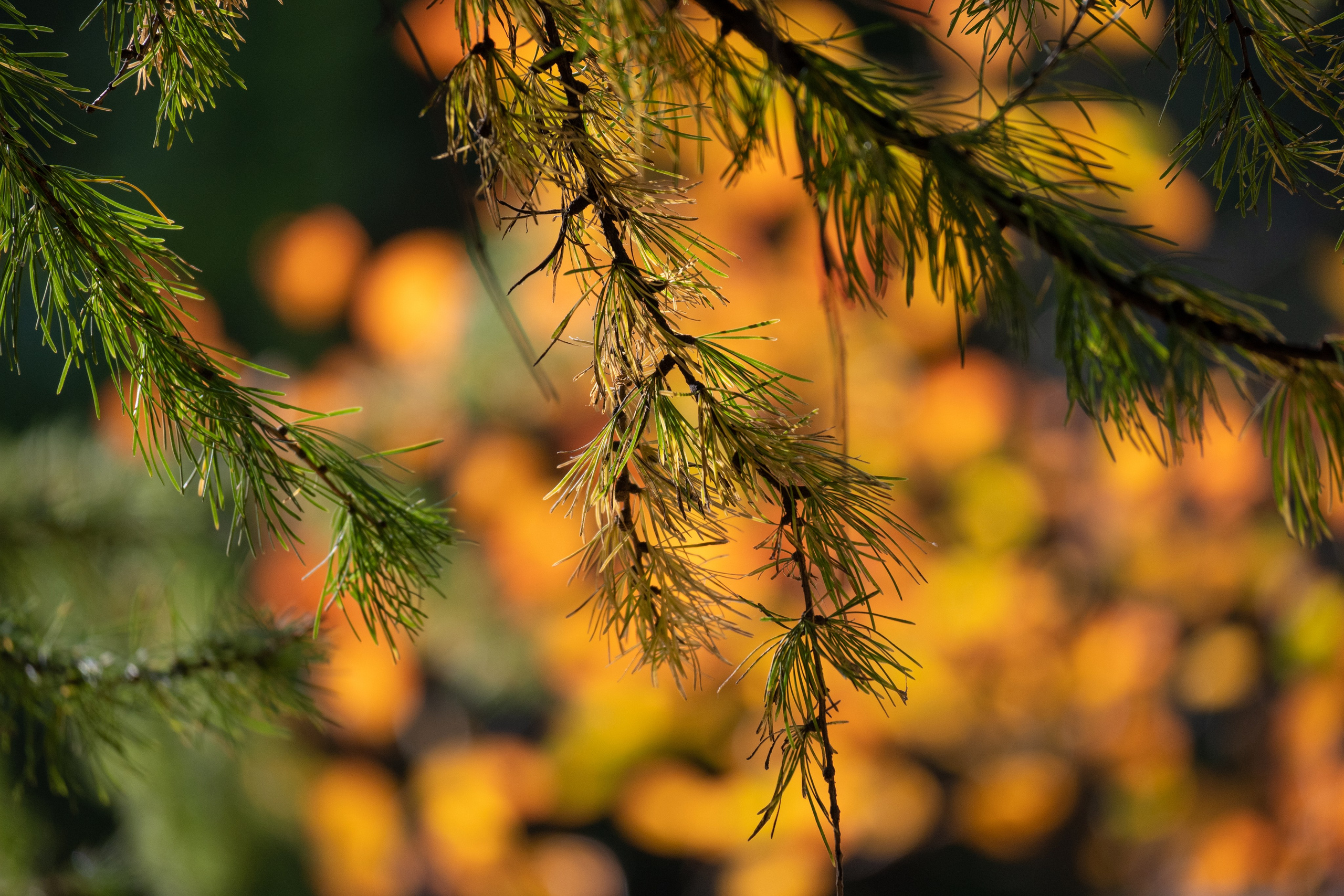 20241012 Измайлово. Дмитрий Ремизов. Фотография, как хобби