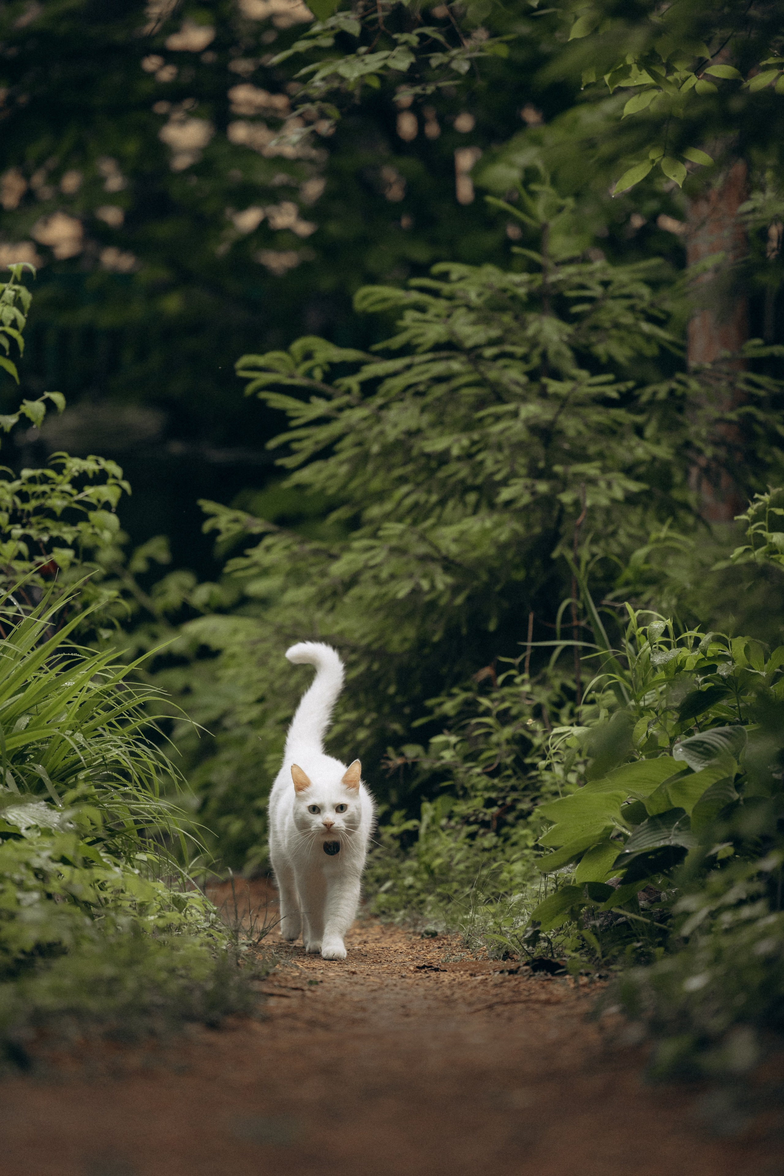 Настасья и кот Шалфей. Фотограф анималист в Казани Алина Сулейманова. Фотограф животных