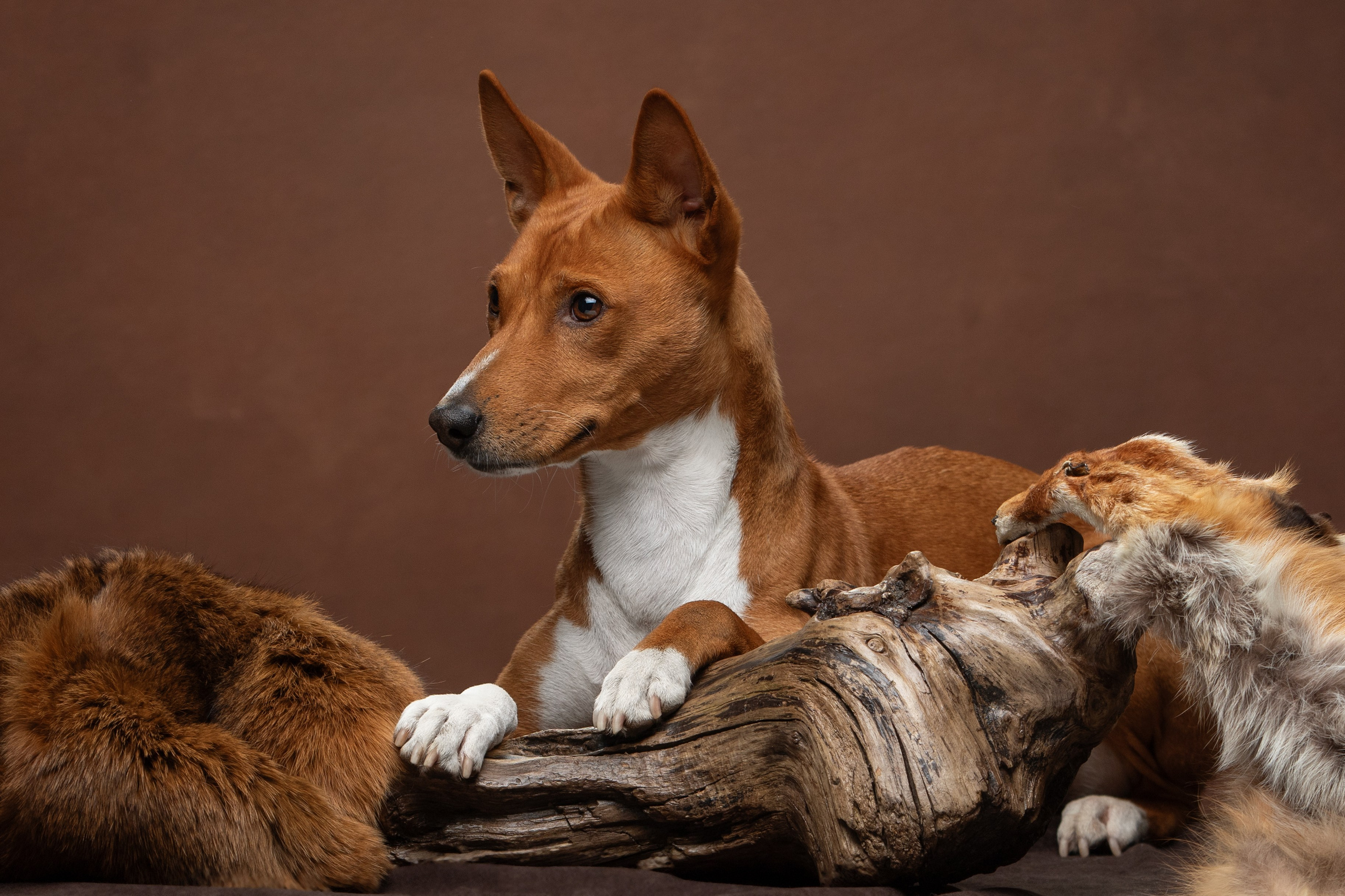 Собаки. Фотограф-анималист Юлия Зубкова