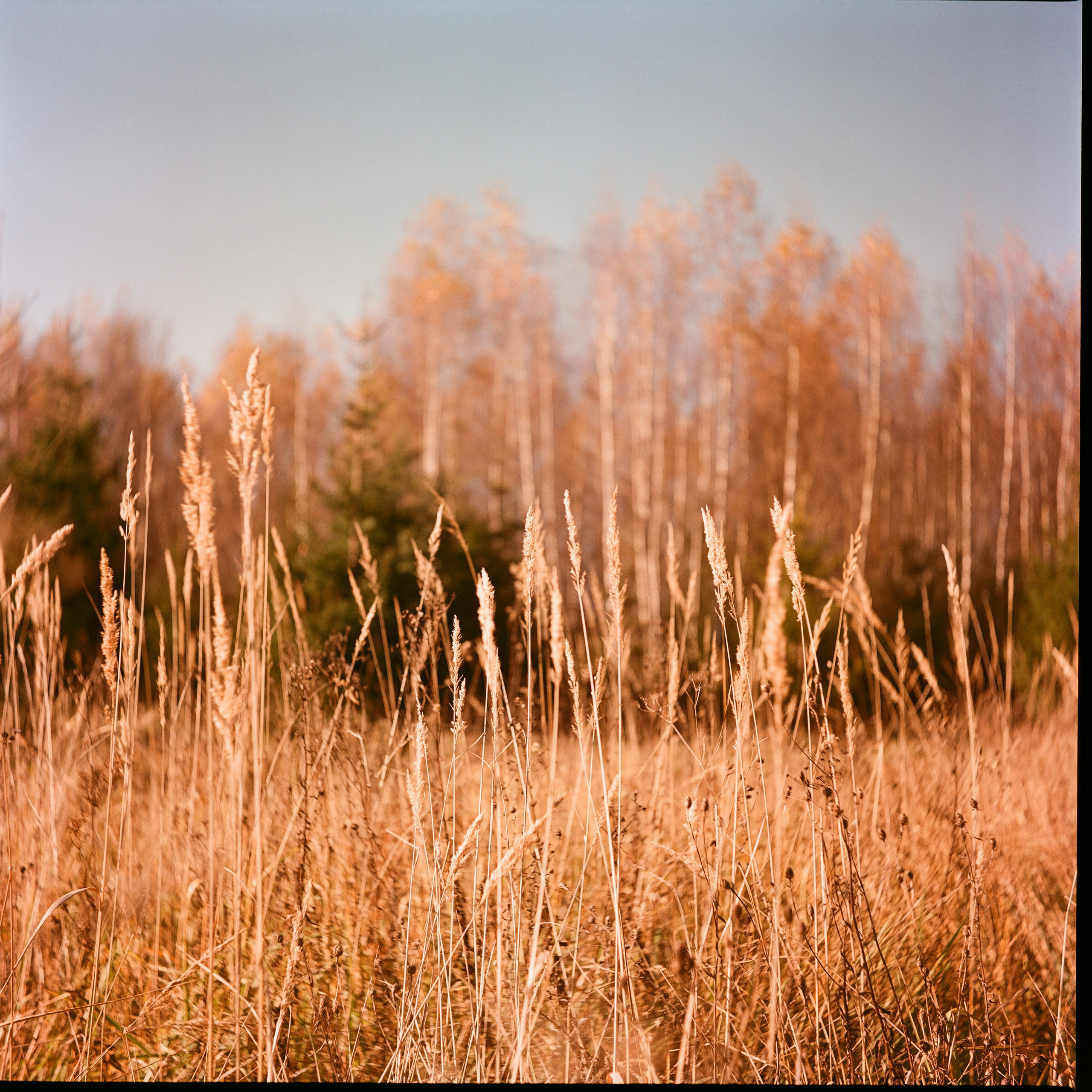Yashica 635 / Kodak Aerocolor IV / октябрь 2024 года Лукино