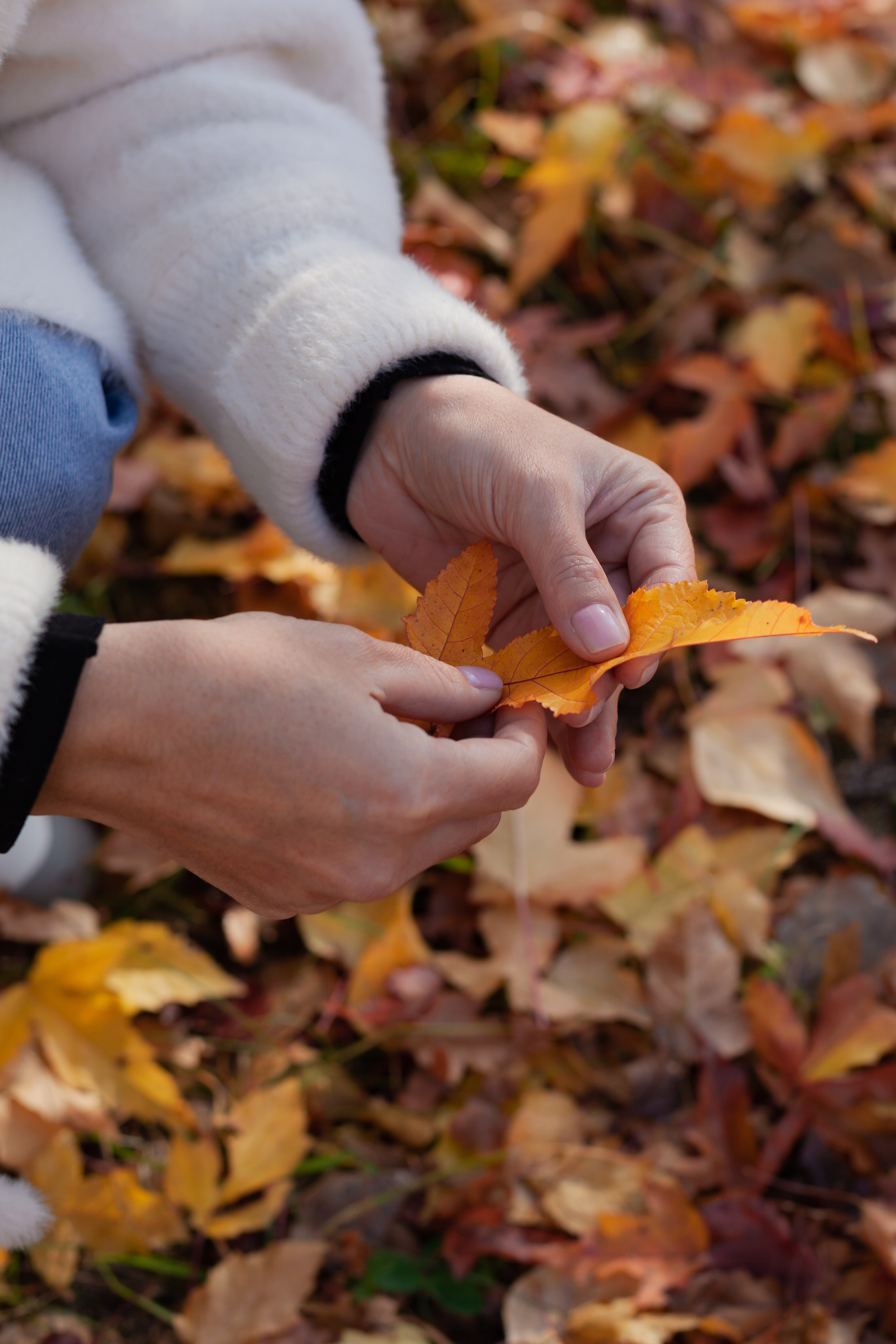 Осенние листья. Фотограф в Томске Евгения Гуляева