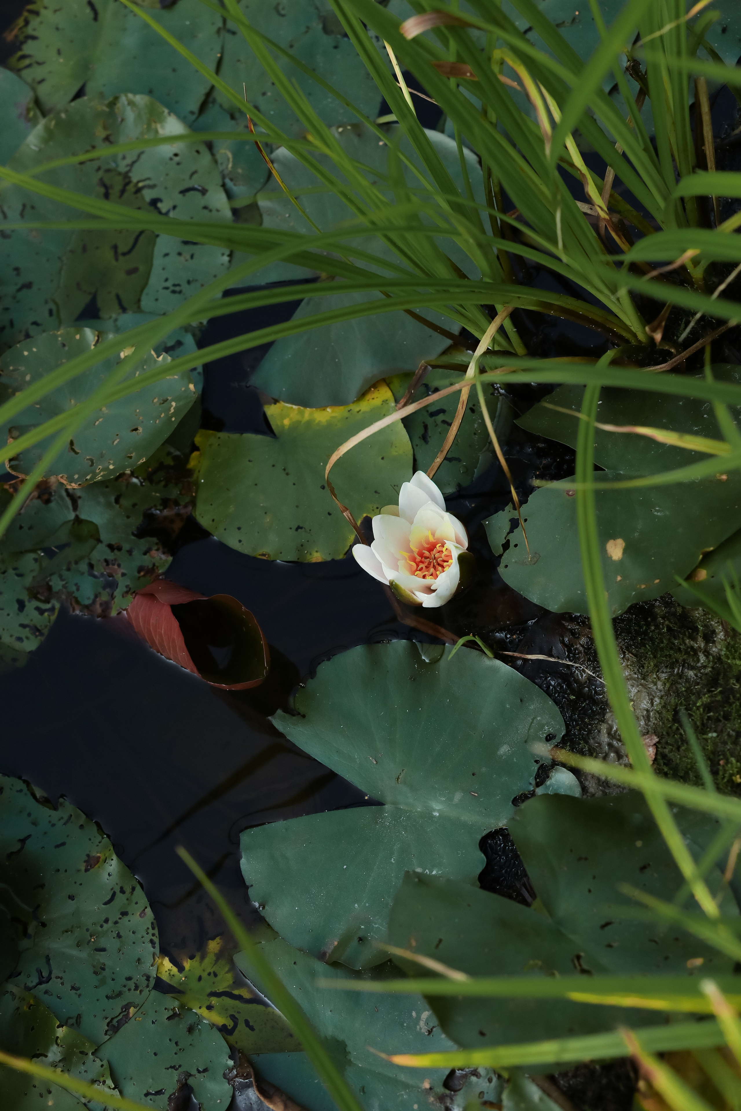 Свадебная фотосессия в агроусадьбе «VillaChiki»