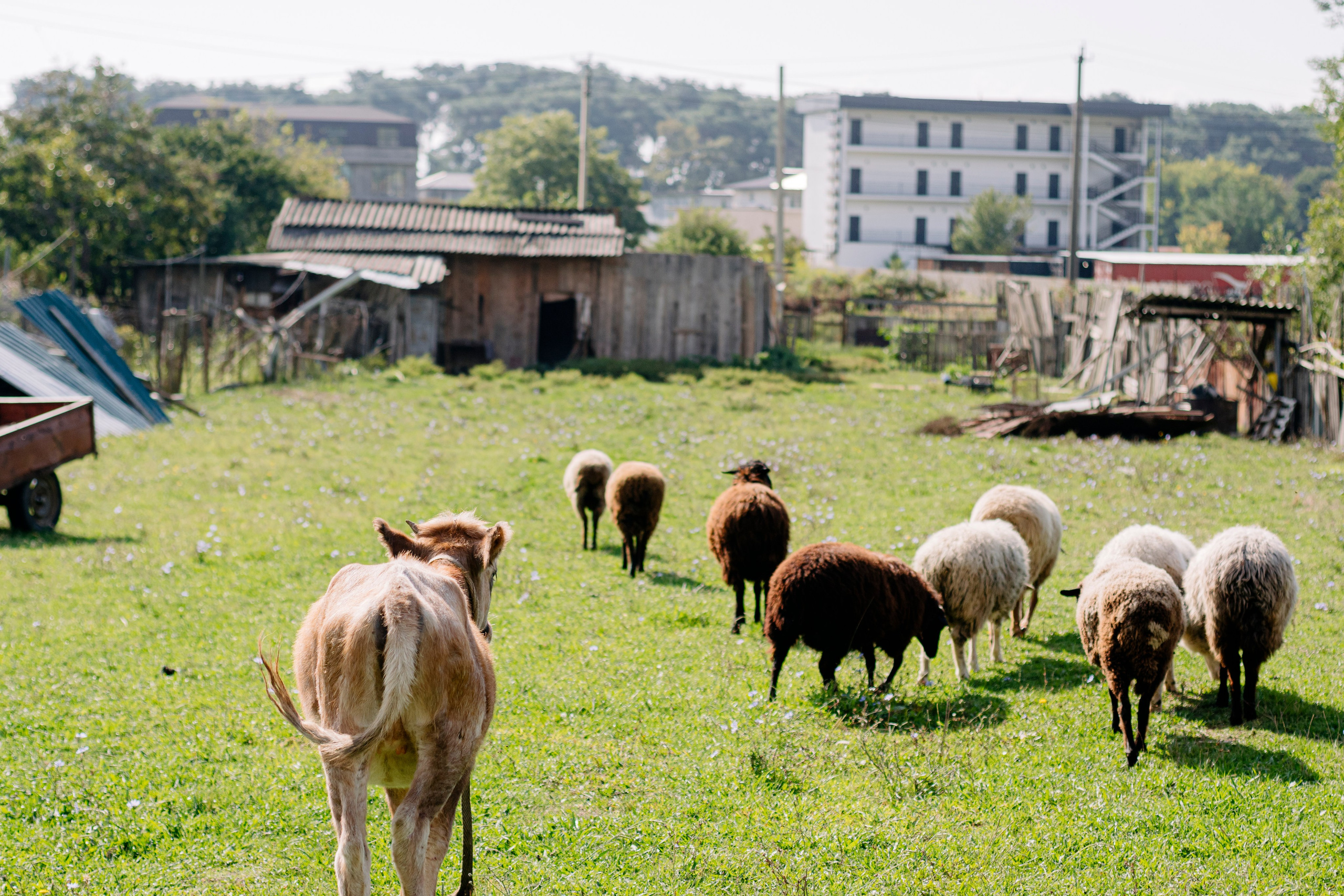 Абхазия. Iraogo