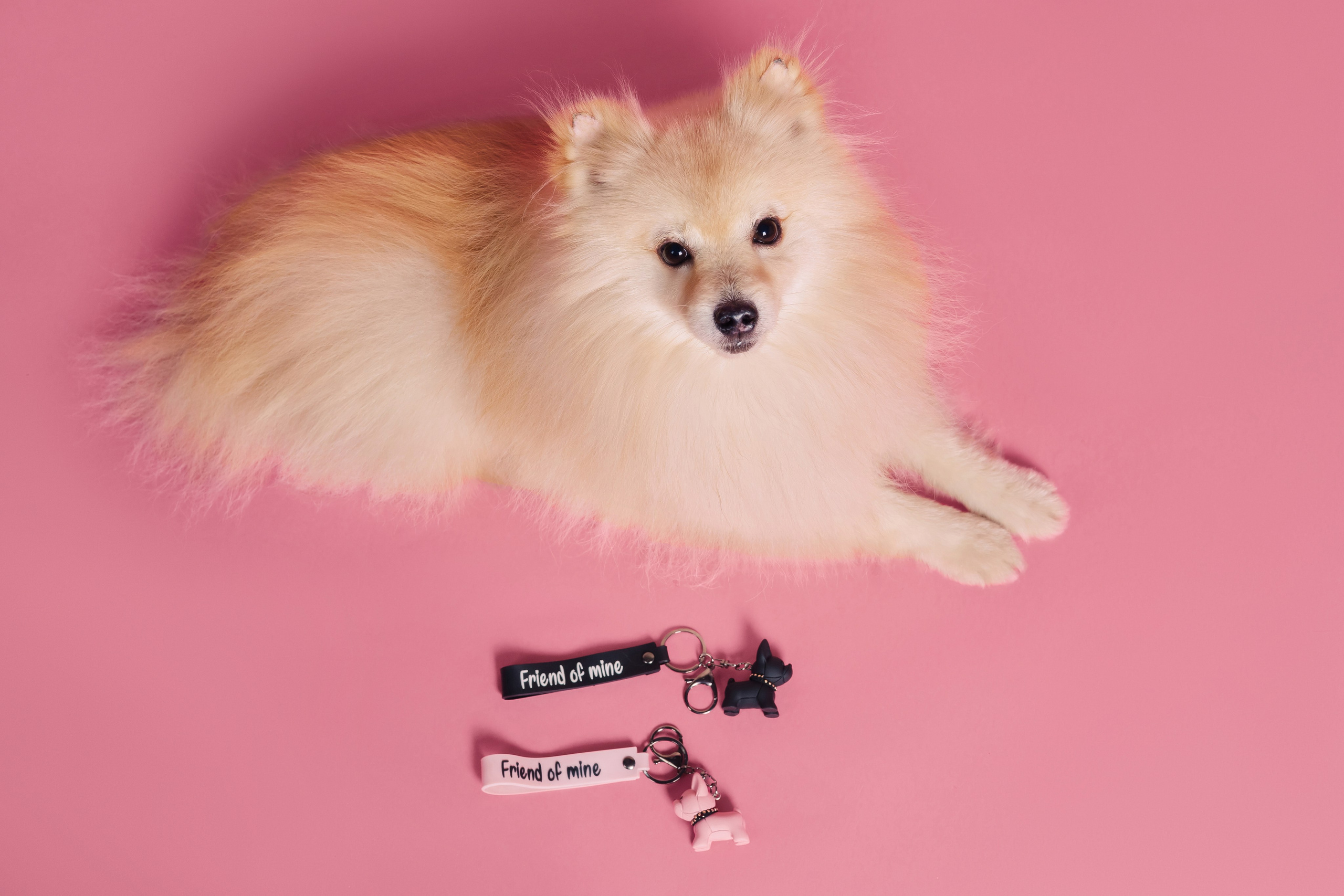 Магазин Friend of mine. Фотограф-анималист Елена Радченко, Москва