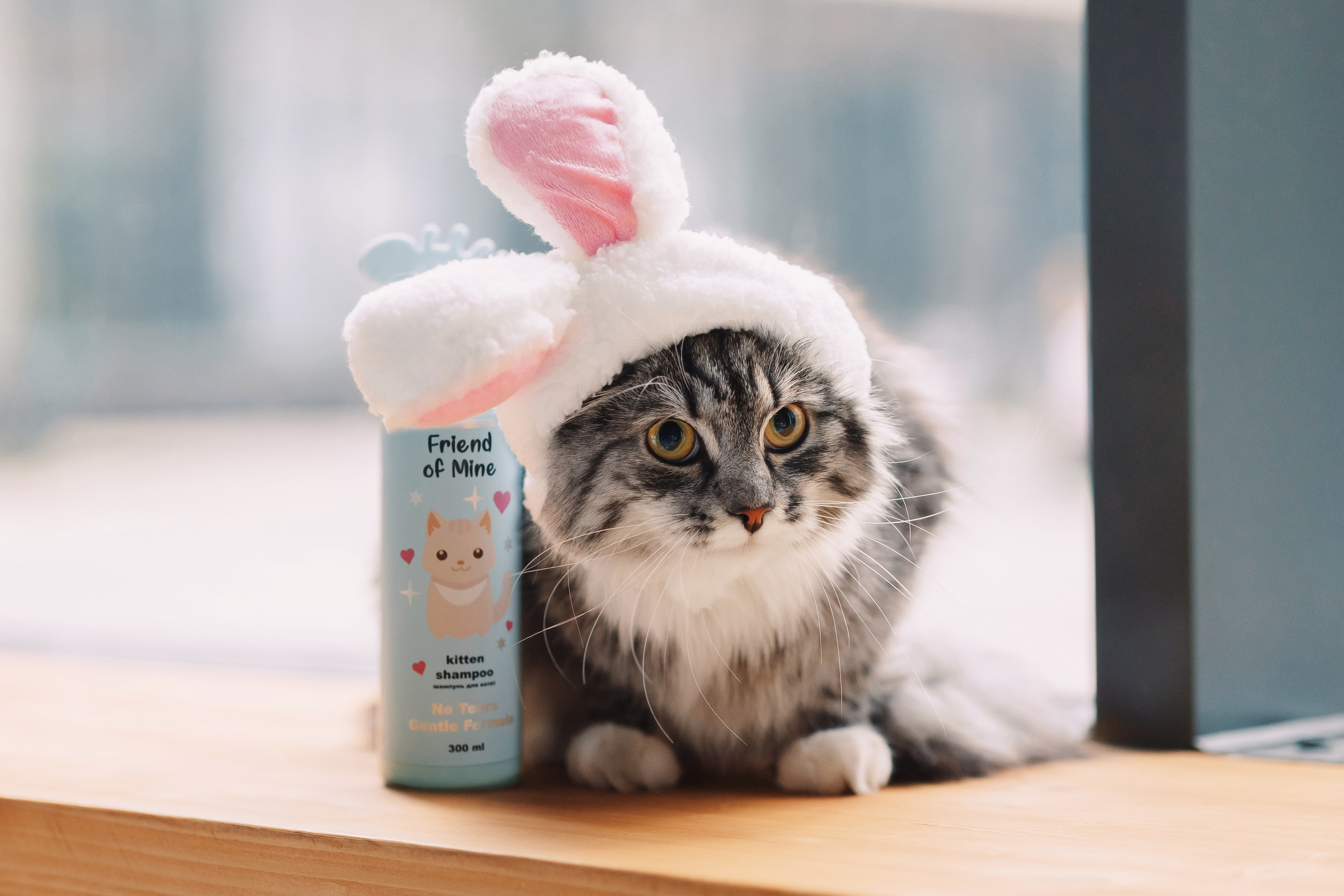 Магазин Friend of mine. Фотограф-анималист Елена Радченко, Москва