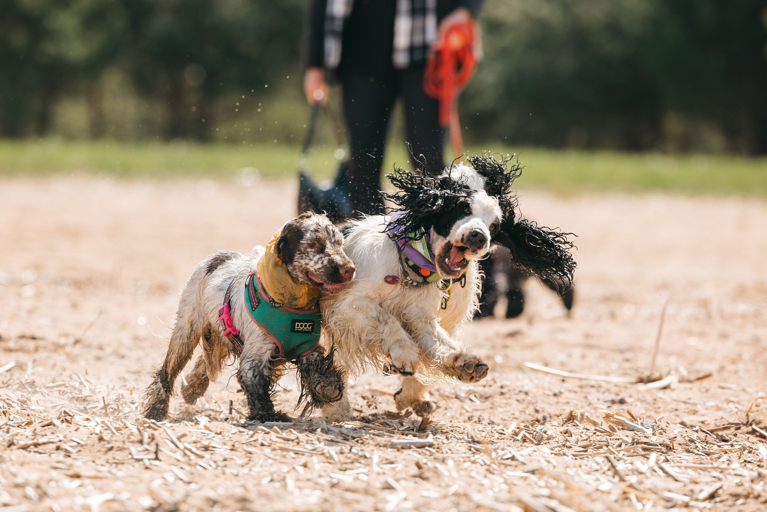 Спанимания. Фотограф анималист Осипчикова Мария