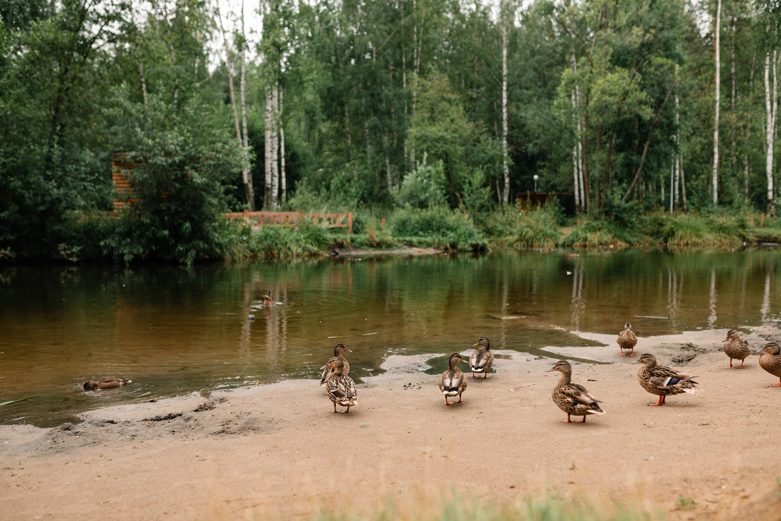 Романтическая прогулка Алексея и Ирины. Июль 2025. Фотограф Пермь. Свадьбы. Семья и дети, школа, д. сад. Фотокниги