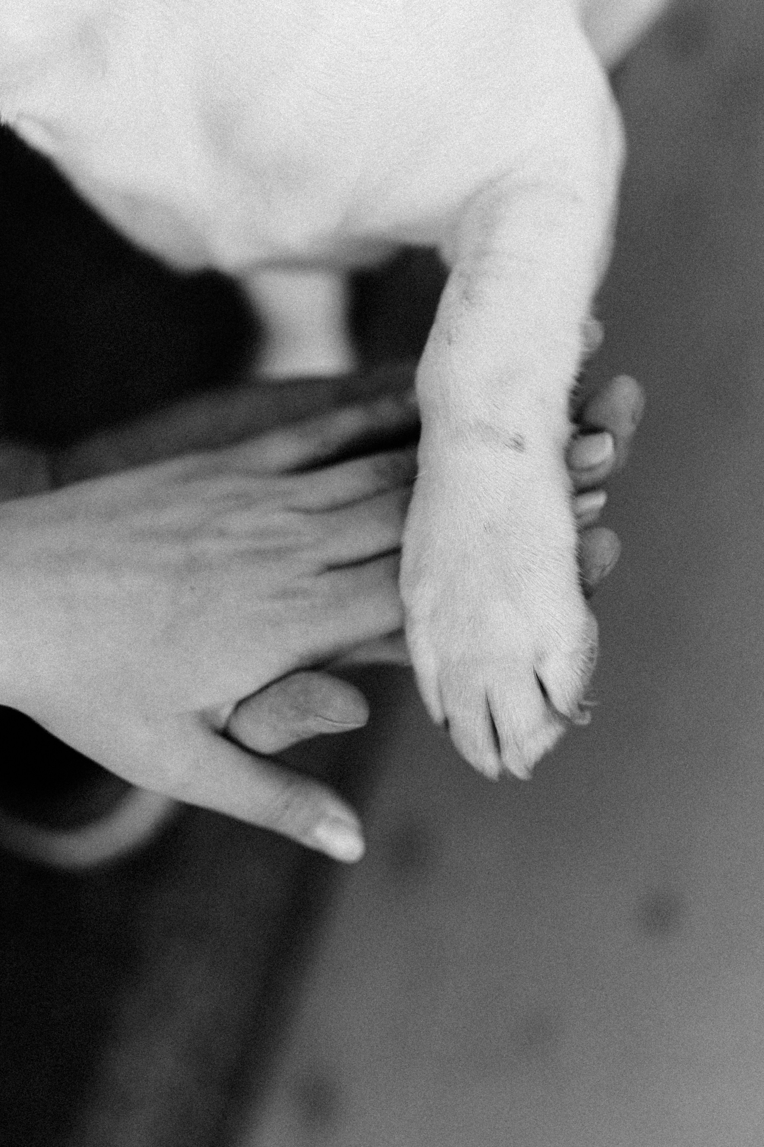 Даша, Веня, Джесси. Брысина Алёна/ фотограф Петрозаводск, Карелия