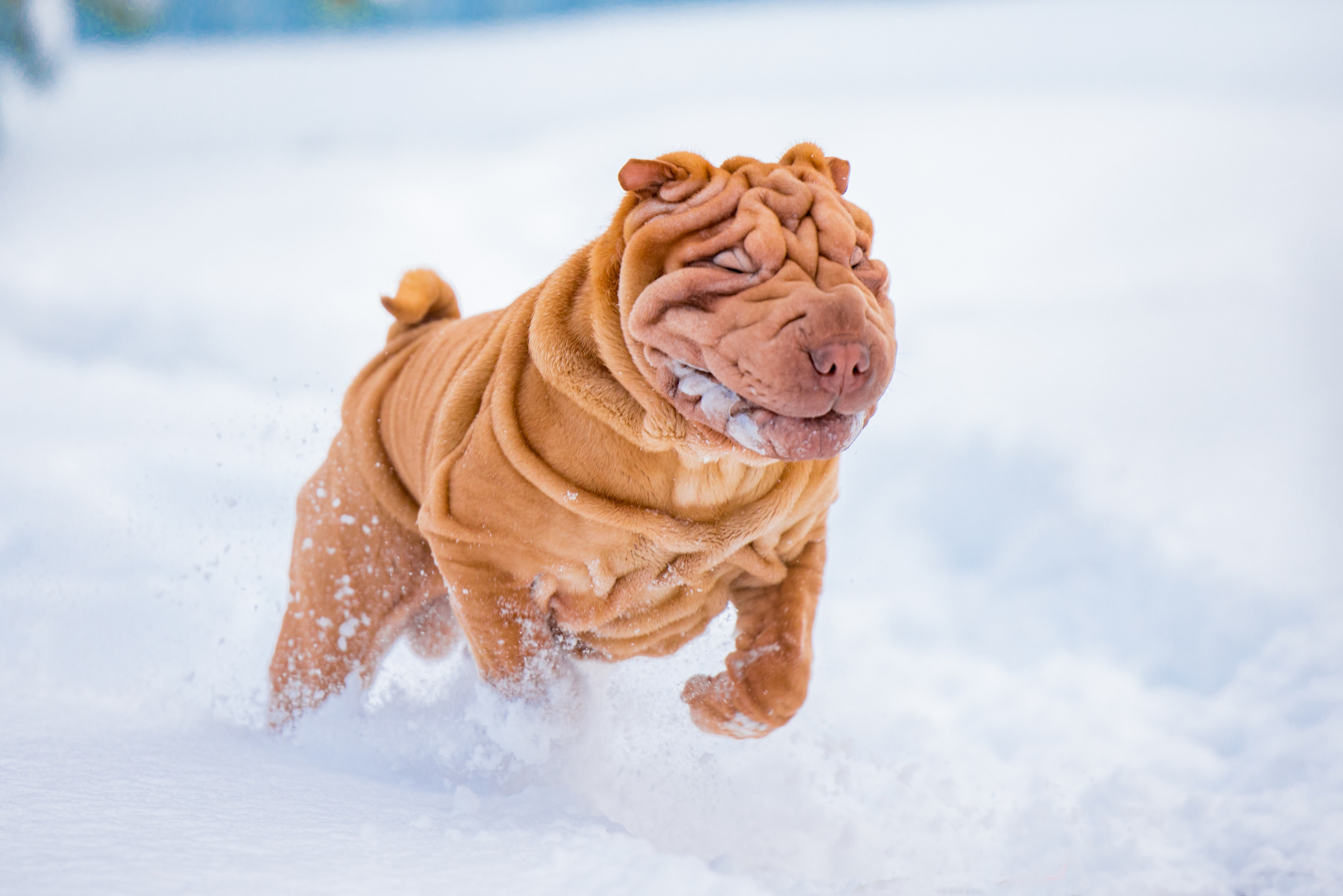 В гостях у шарпеев 16.01.2024. Фотограф-анималист Юлия Германика