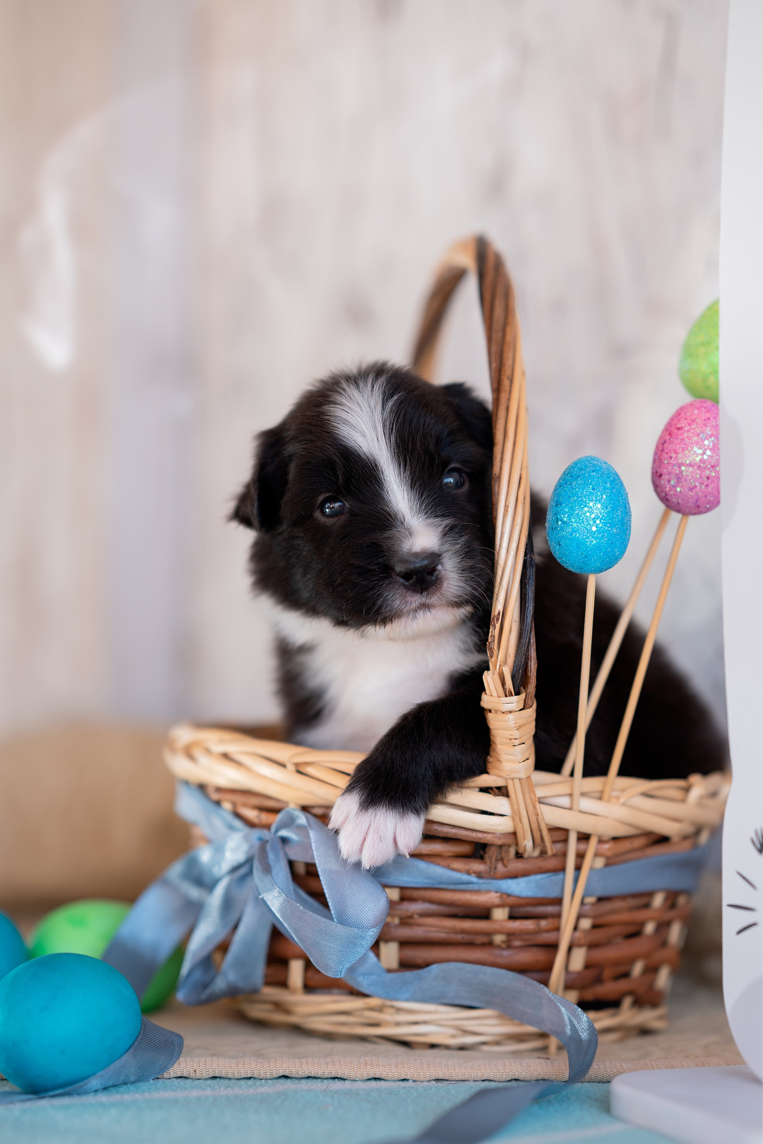 Заводчик Влада Эльман. Творческий фотограф Вологда