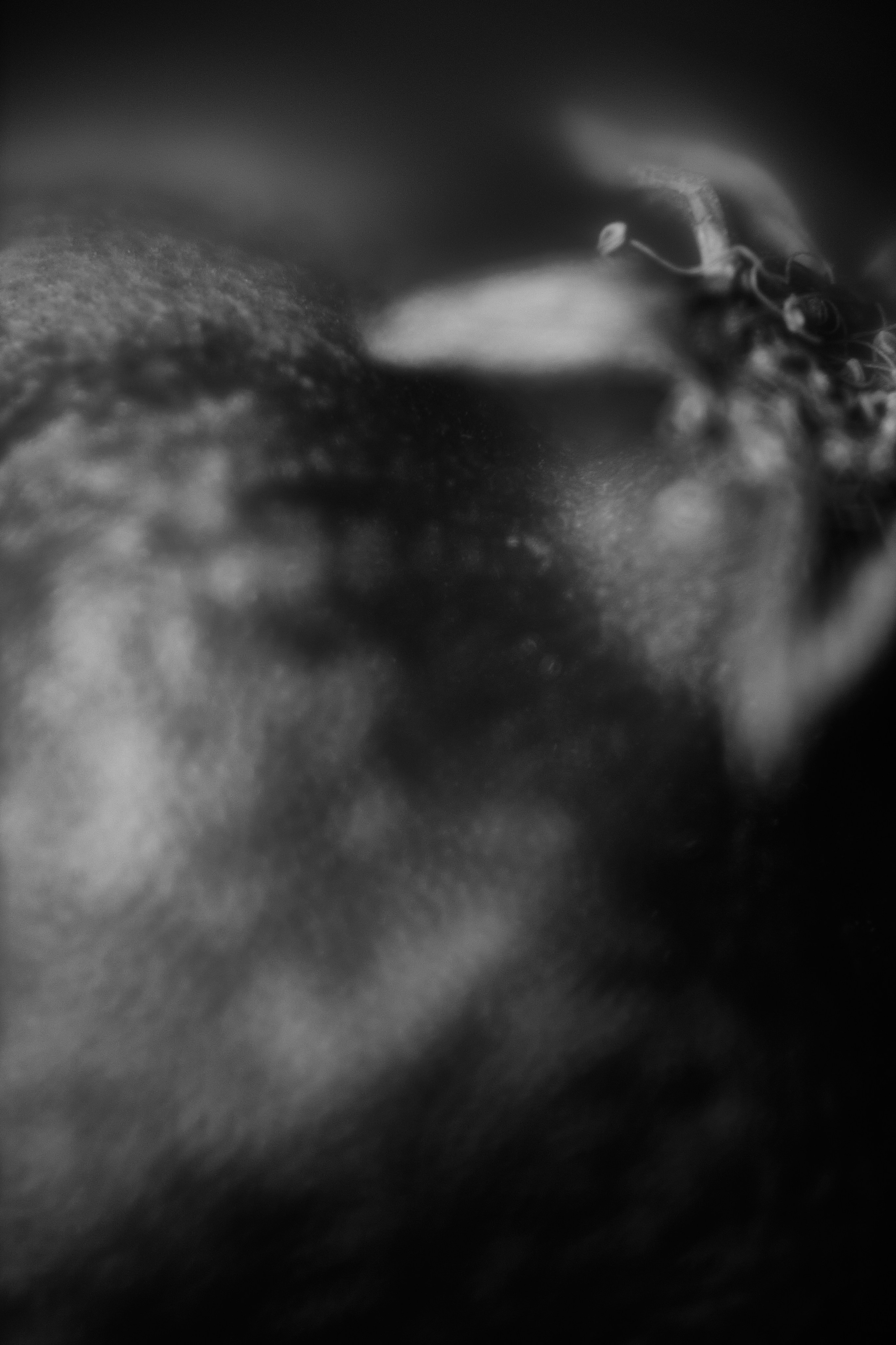 Макро-абстракция «Эфемерность» | Лимитированная серия. Sandra Marselly | Абстрактная Макро-Фотография