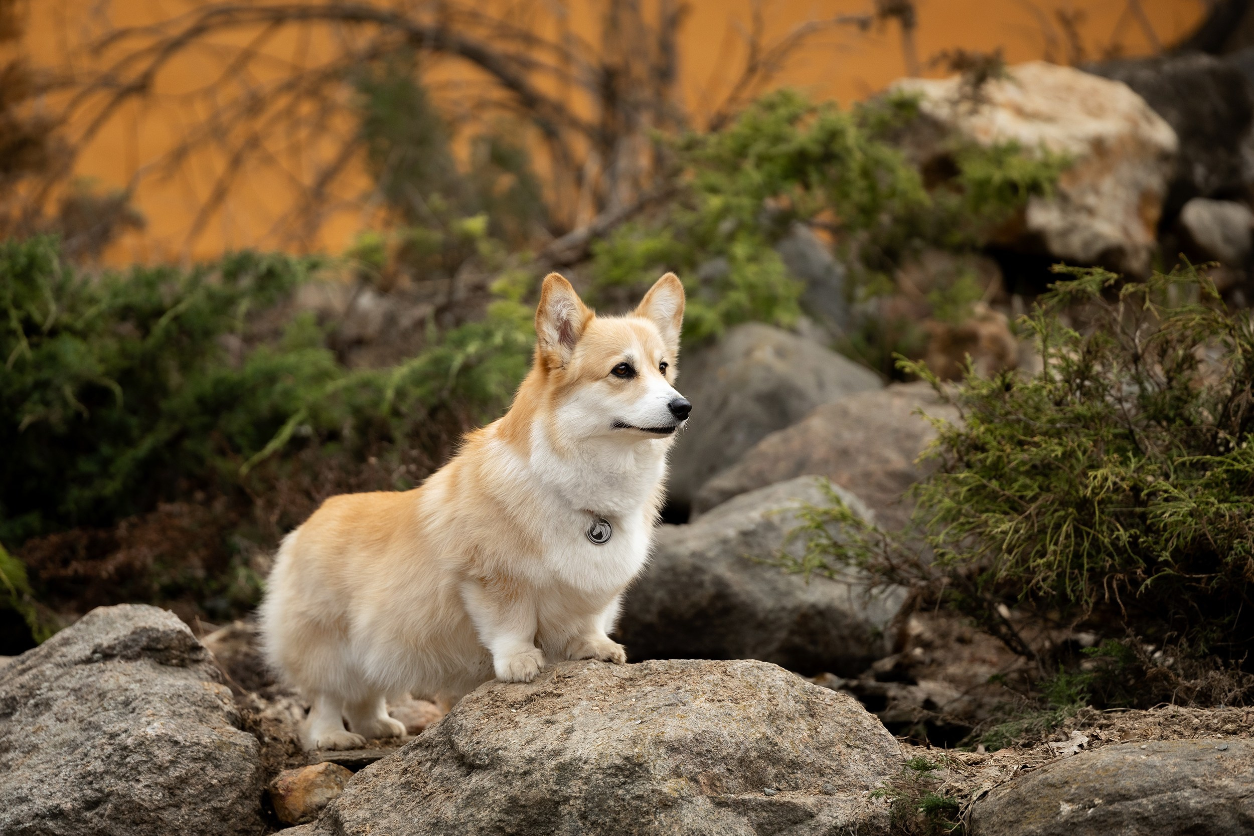 Собаки. Фотограф-анималист Юлия Удовенко