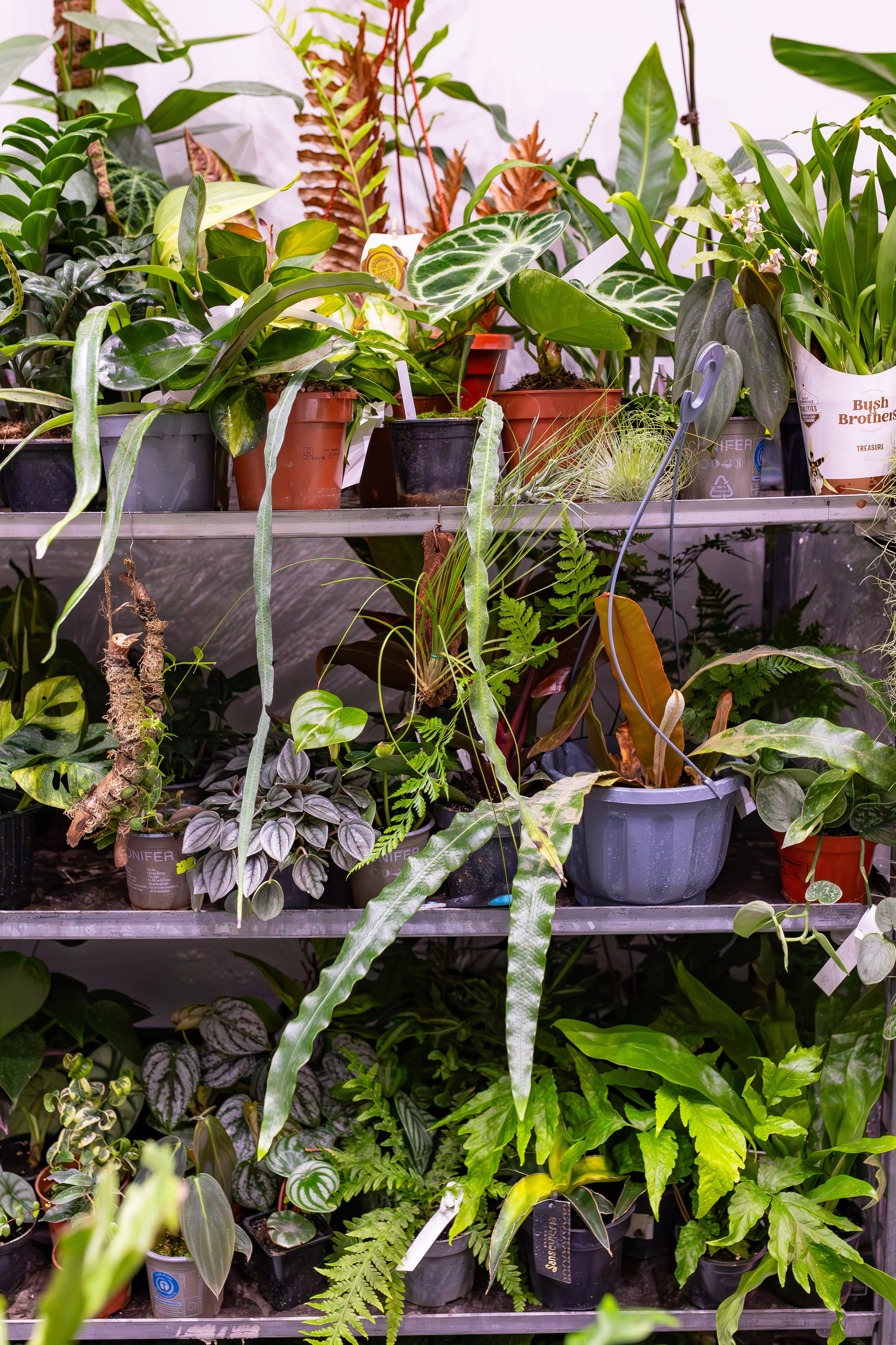 Орхидиум сентябрь 2025. Александра Куликова фотограф, Москва