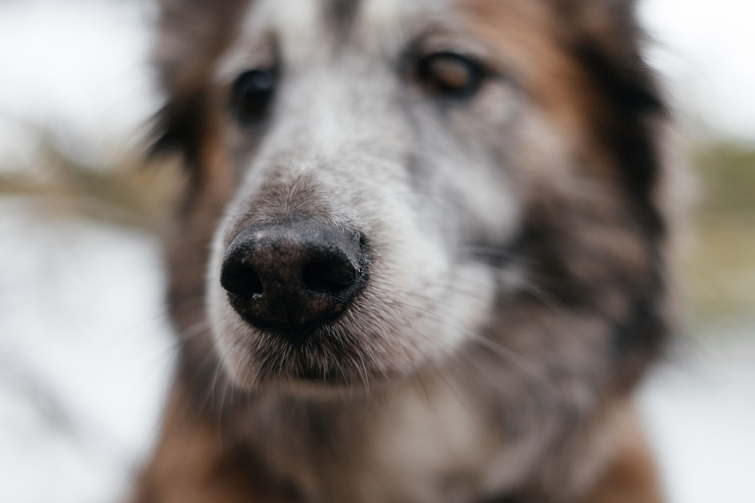 Аня и Ириска. Фотограф Анна Луценко Москва