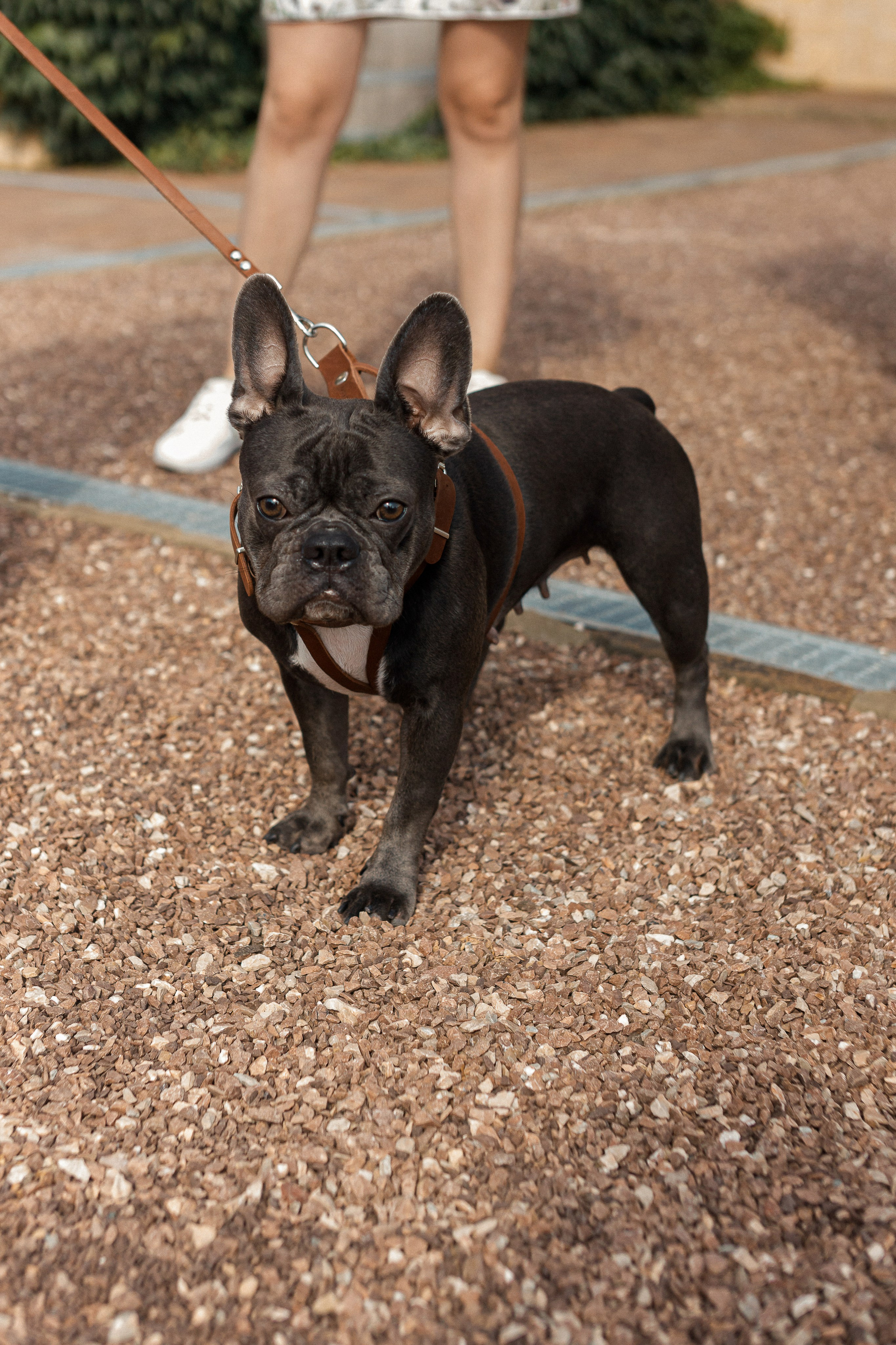 Антон и Мария. Свадебный и семейный фотограф в Ростове-на-Дону Анастасия Арестова