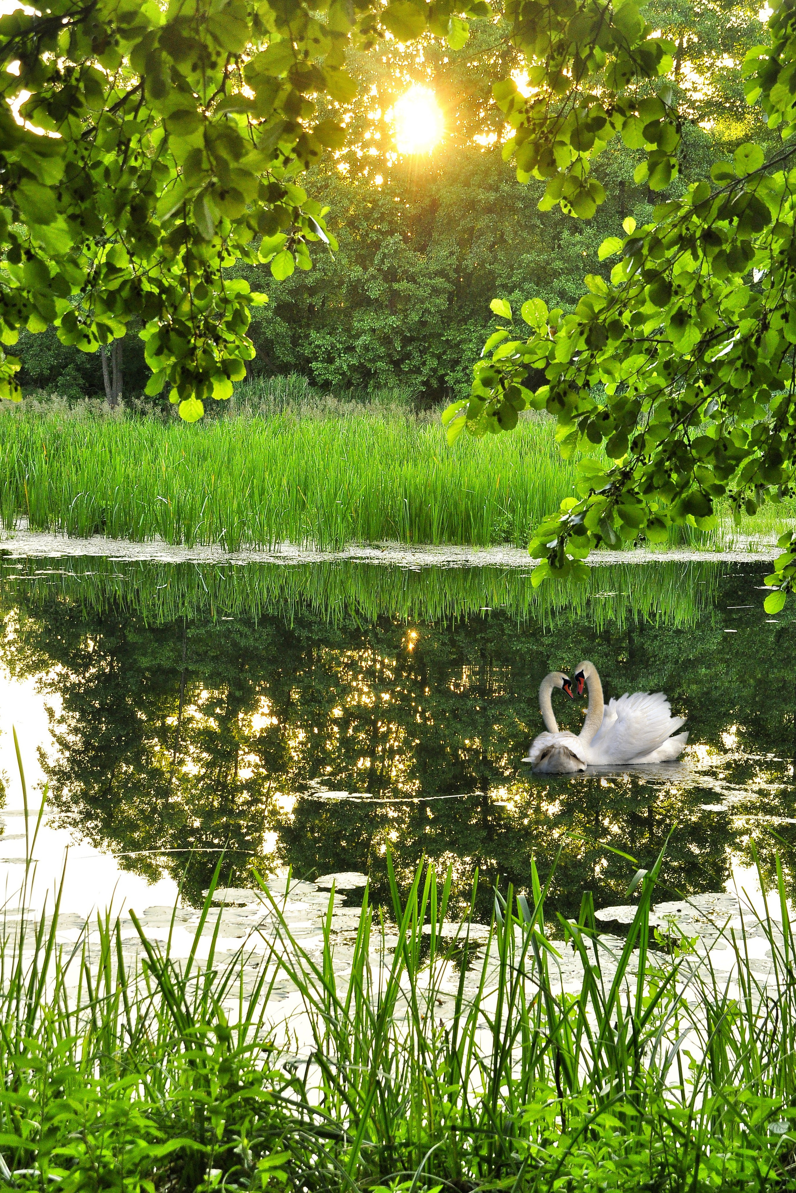 Природа. Главная