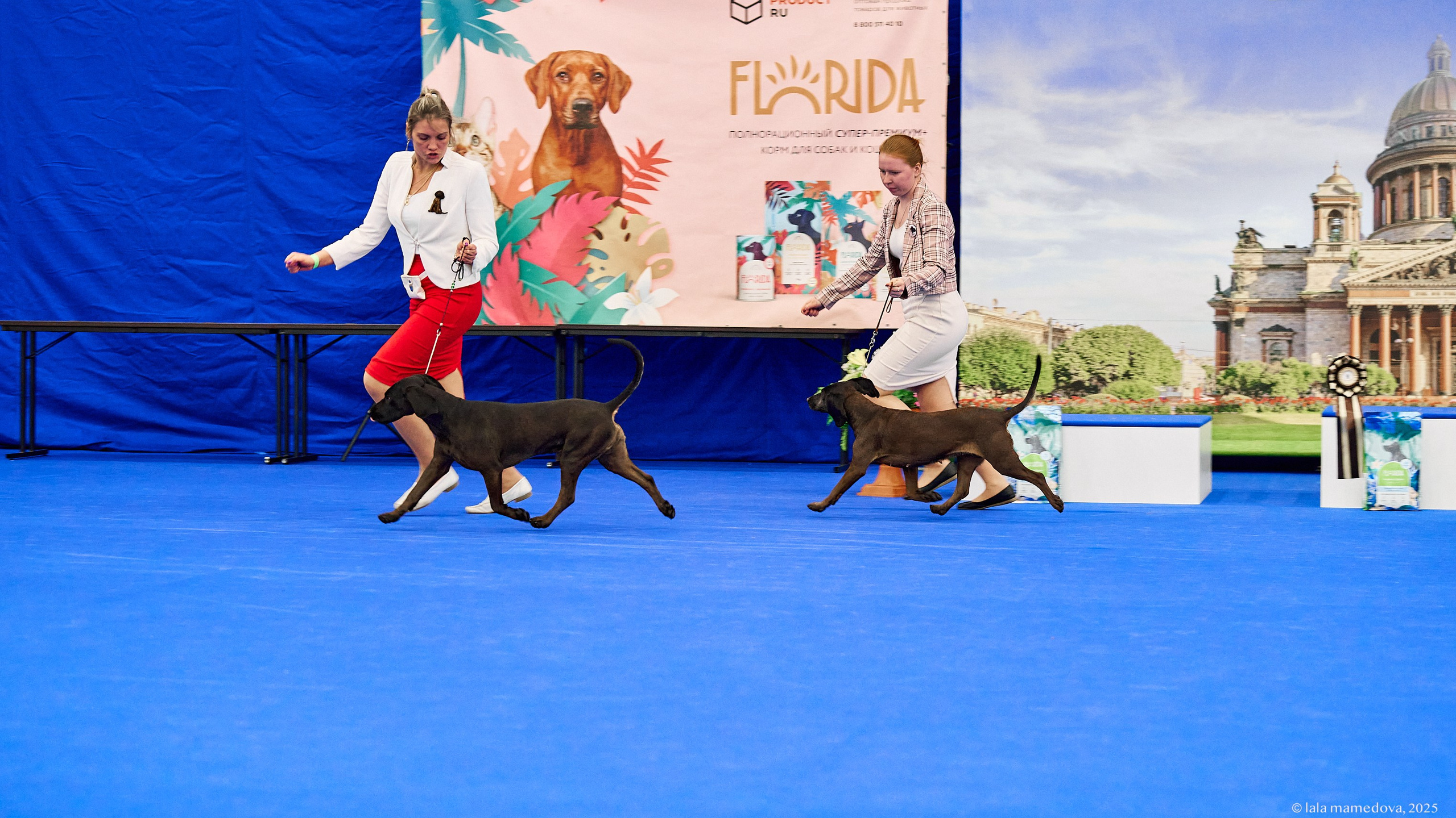 22-23 FEB 2025 | NATIONAL DOG SHOW «BALTIC TRIUMPH-2025»