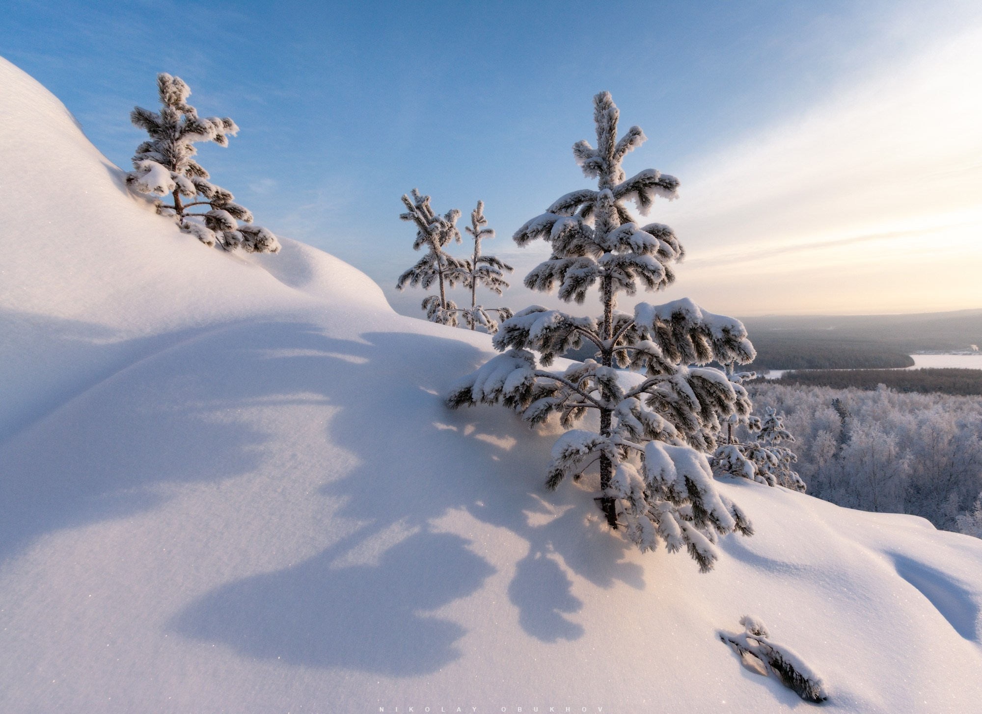 Сосна в зимнем лесу, покрытая снегом.