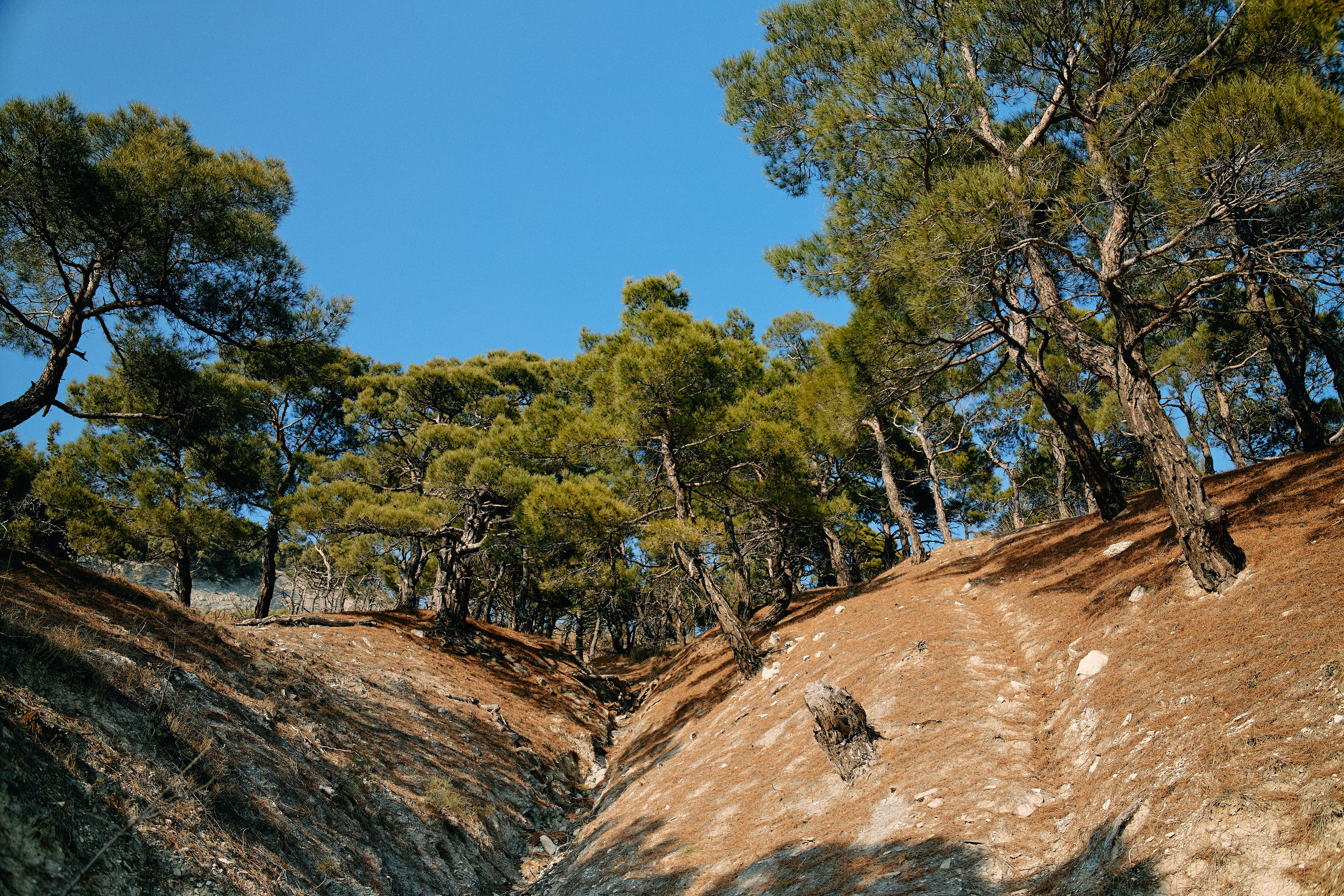 Юг России. Профессиональный Фотограф во Владимире, в Москве и в Суздале — Полина Романычева