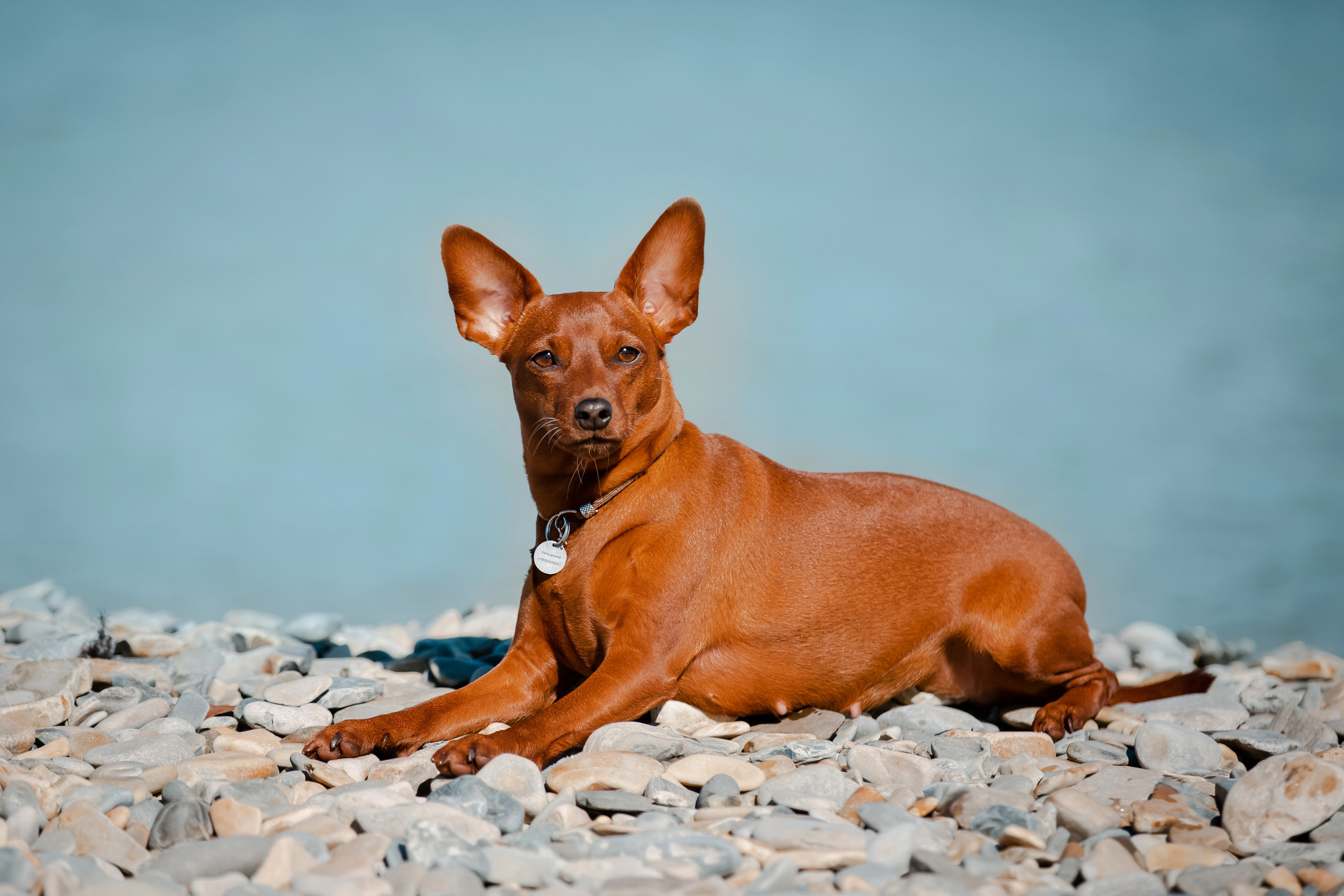 Цвергпинчер в Геленджике. Фотограф-анималист в Краснодаре Маша Мельникова