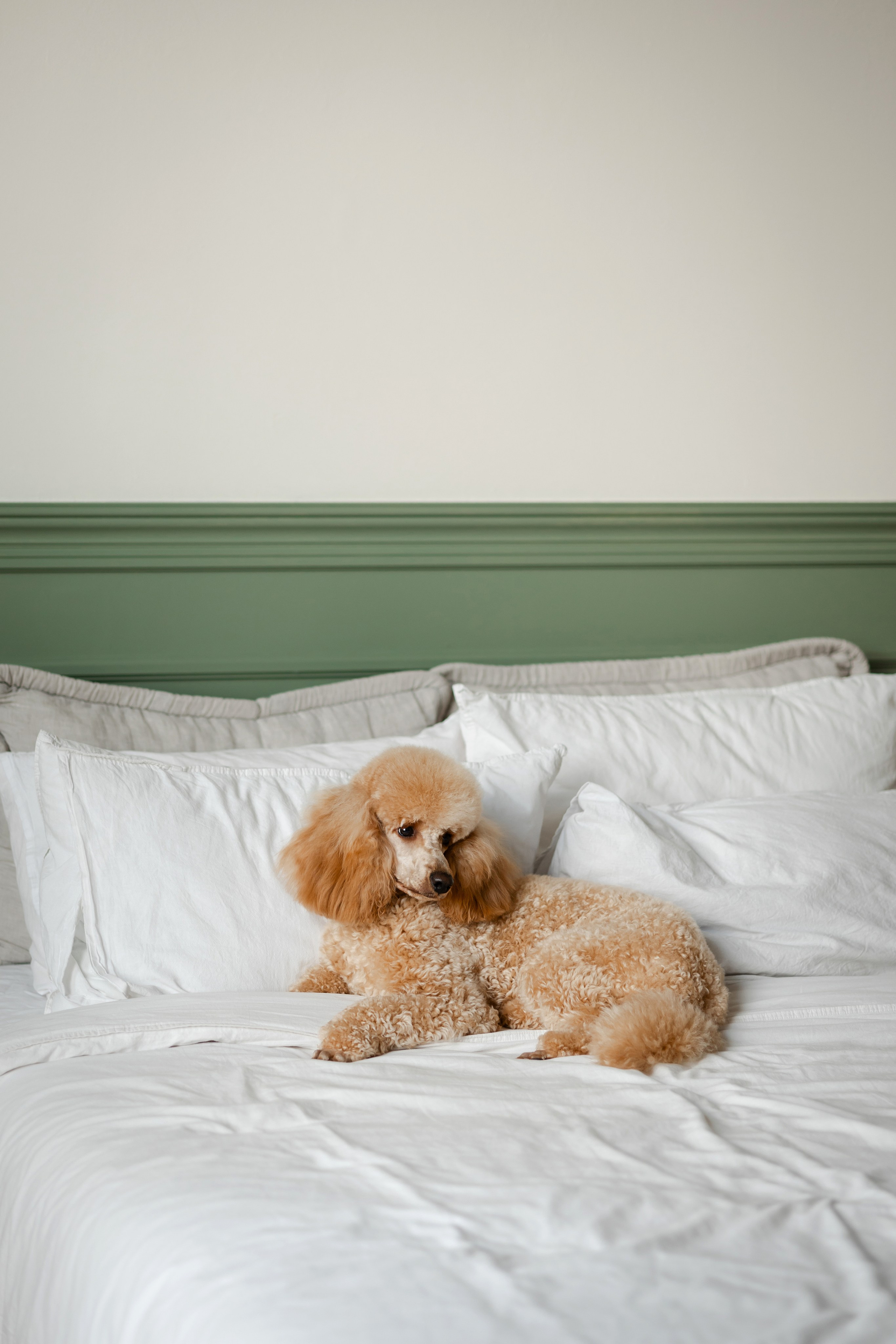 Фотосессия пуделя в студии. Фотограф-анималист в Краснодаре Маша Мельникова